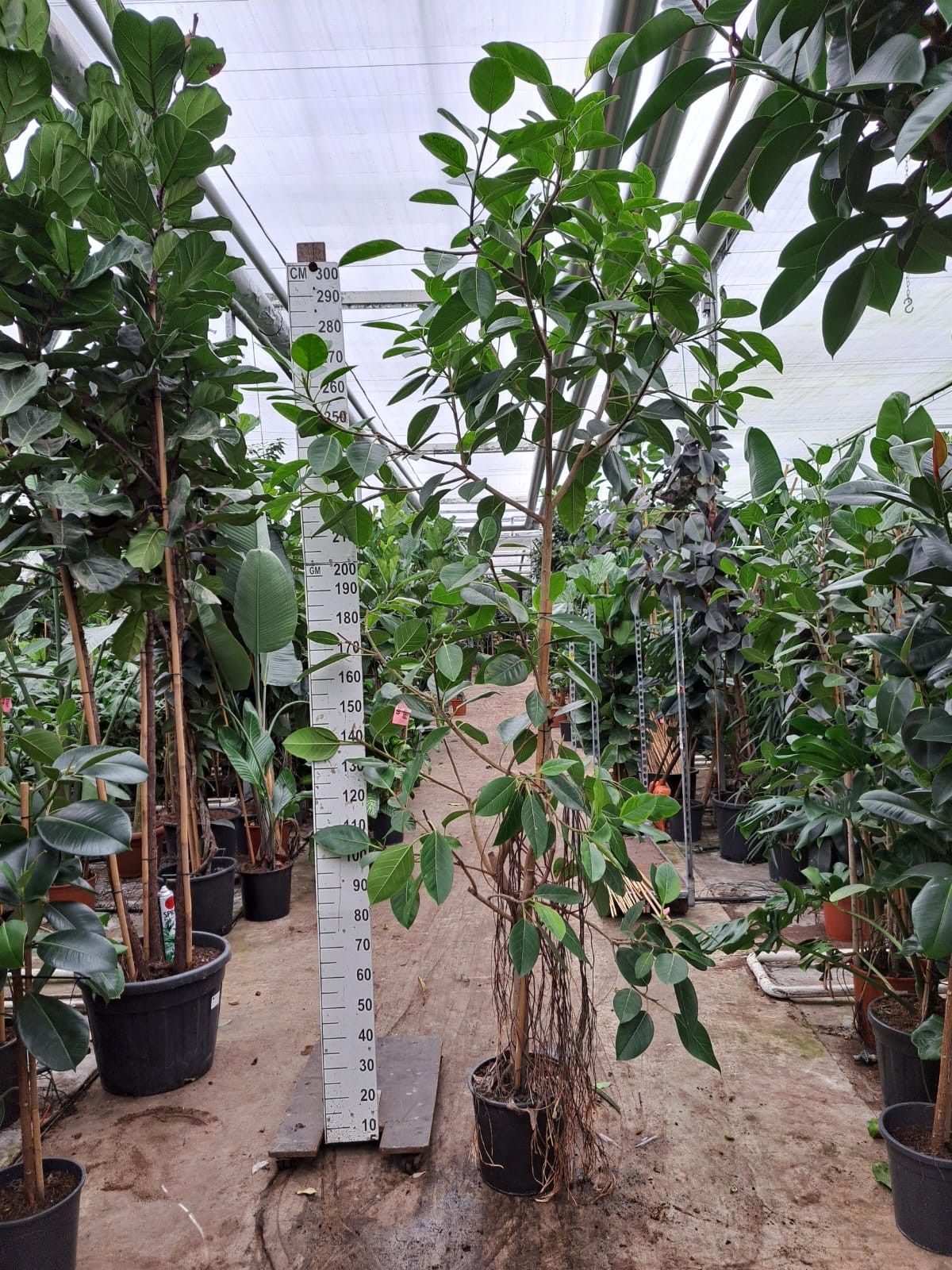 Ficus Altissima vertakt 350, D 35