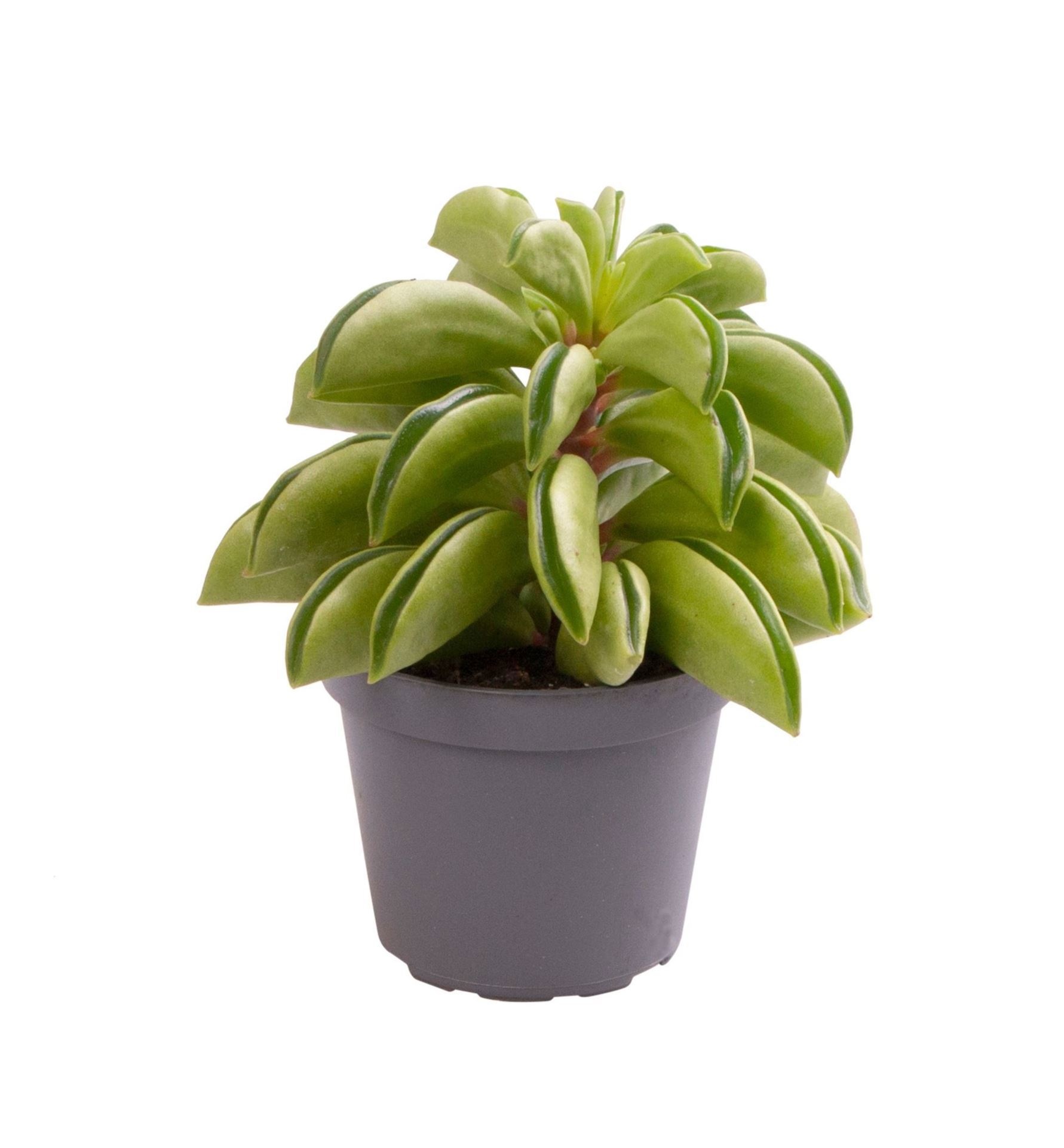 Peperomia Fire Sparks, D 6