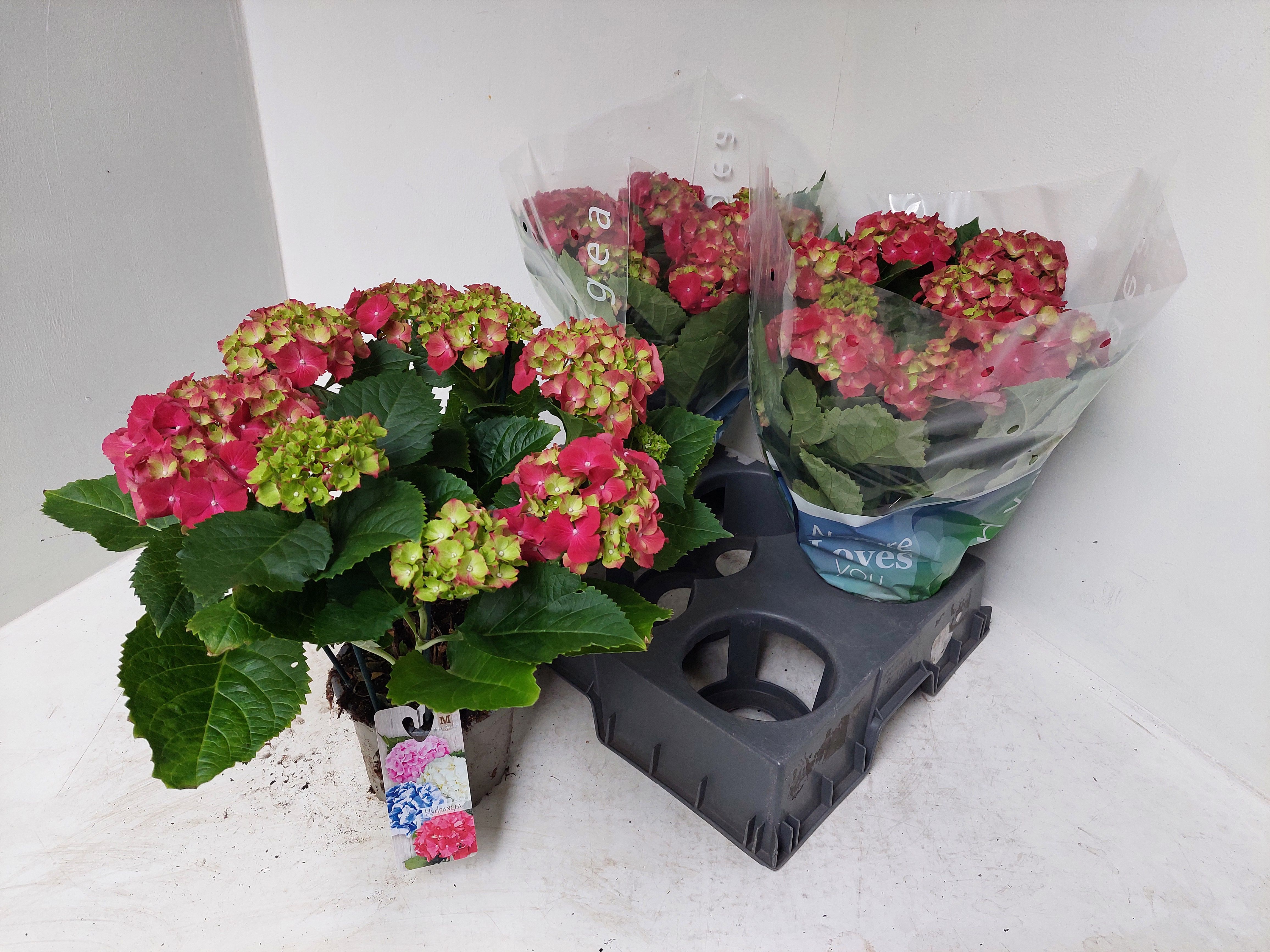Hydrangea rood, D 15
