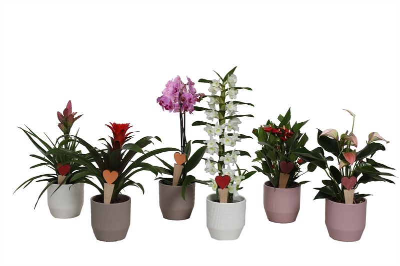 Tirza p12 scores mix Epifyten mix, D 12