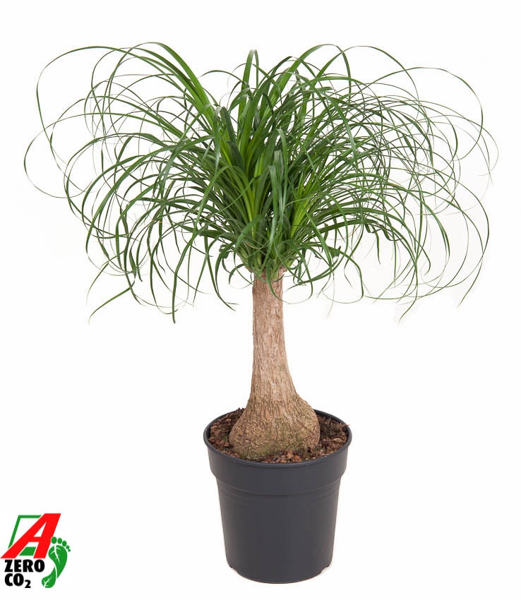 Beaucarnea stam P21 - 1ft, D 21