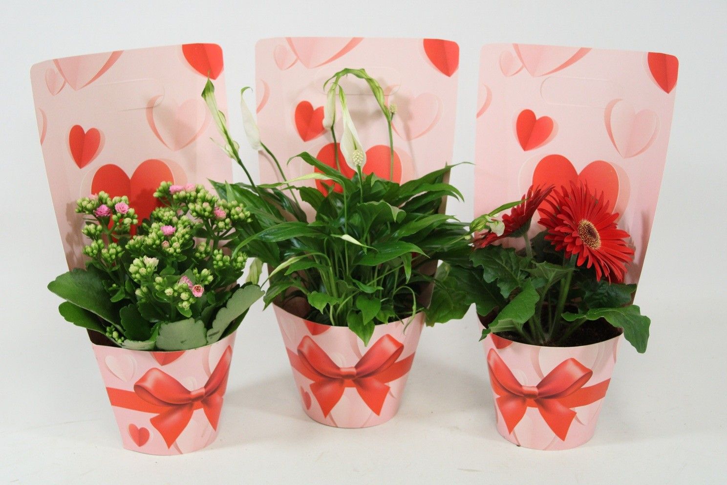 Bloeimix in Japan Rose draagtas, mix in overleg (ook in monocultuur). Valentijn, Moederdag en Vrouwendag, D 12