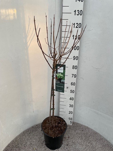 Hydrangea pan. Magical Candle 70-80 stam P28 C10, D 28