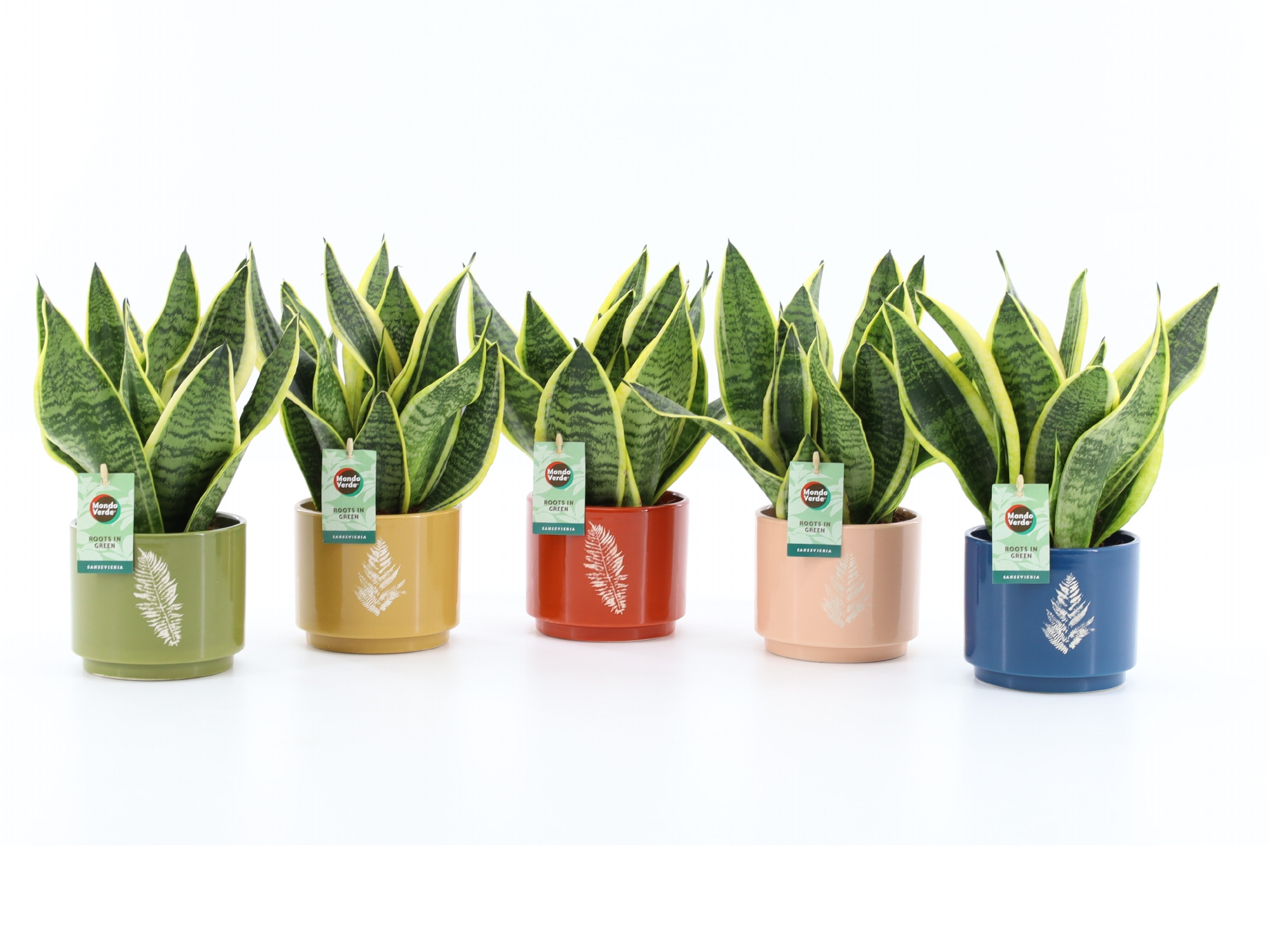 Sansevieria 'Futura Superba' in Artistique Keramiek, D 13