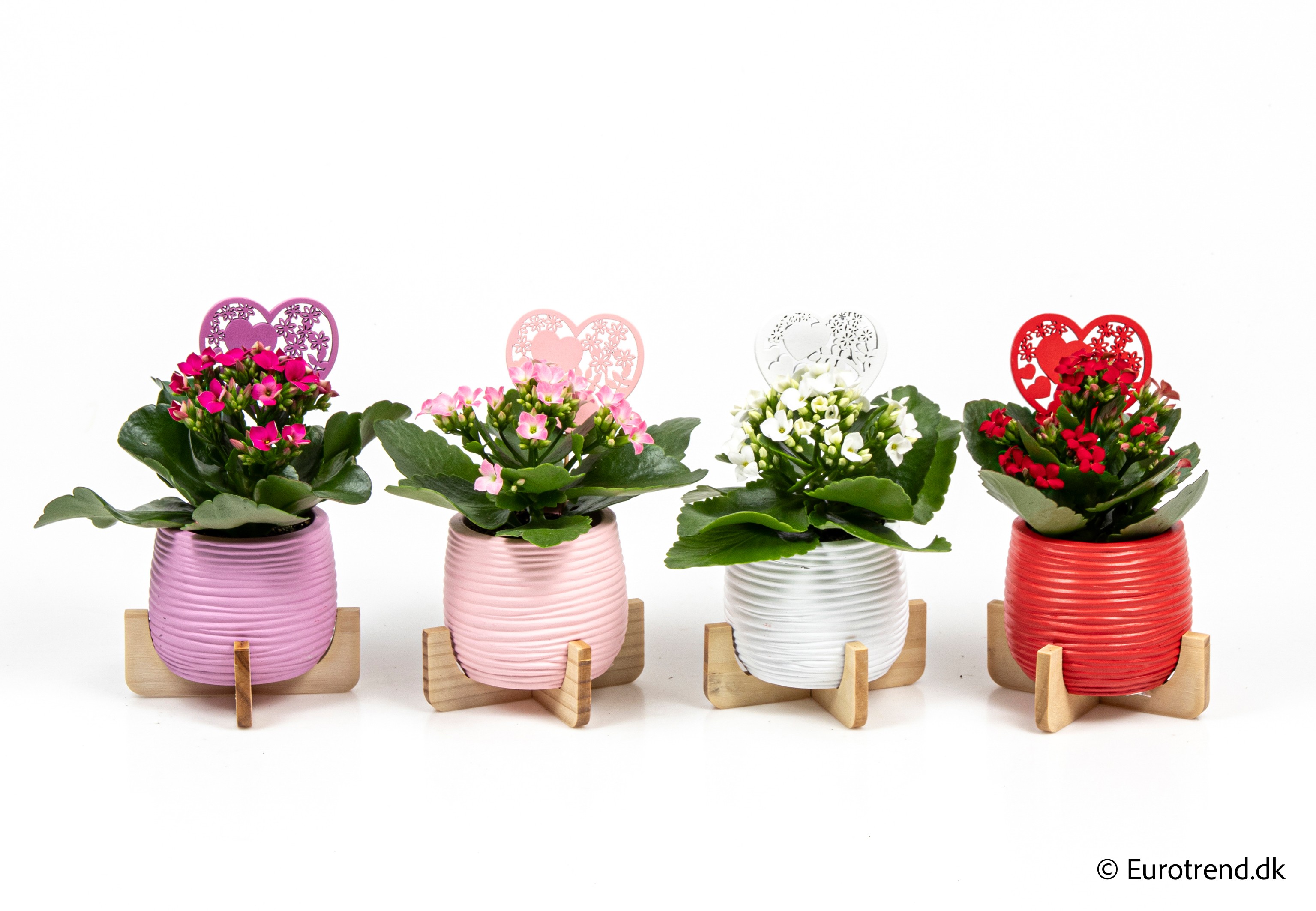 Kalanchoe in Valentine ceramic 2026, D 6