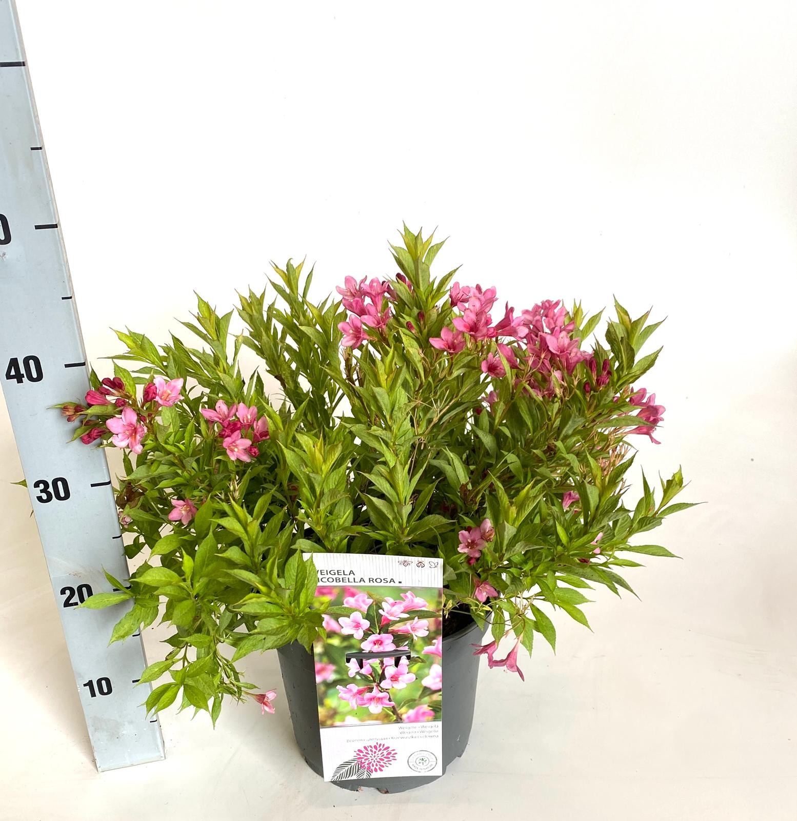 Weigela Picobella Rosa, D 23