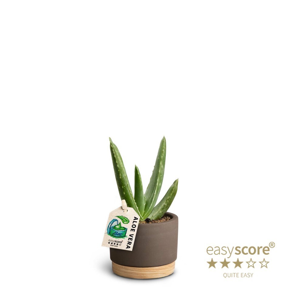 ALOE VERA 40669672 WB Mocca, D 7