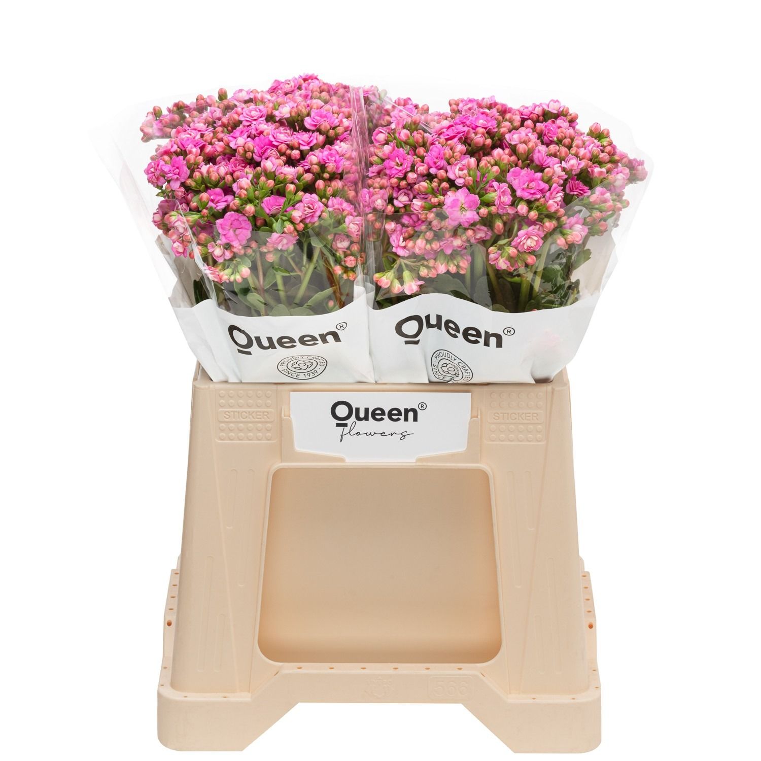 Каланхое Таффи Пинк Медоу 40, шт.