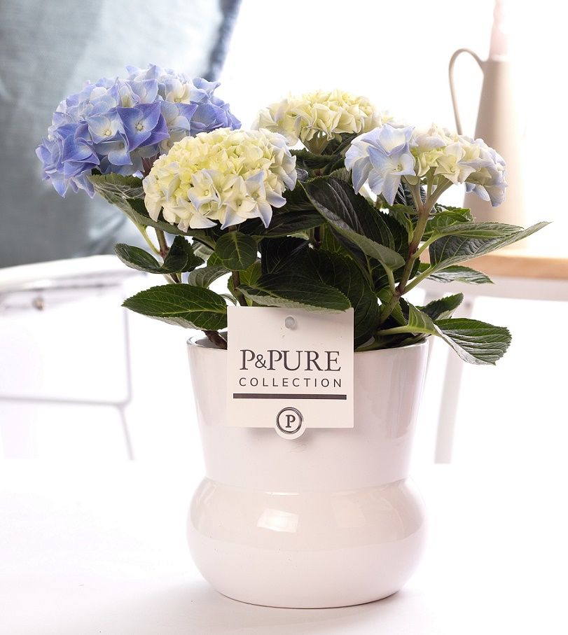 Hydrangea blue in P&PURE Plant Vase Maxima white, D 10