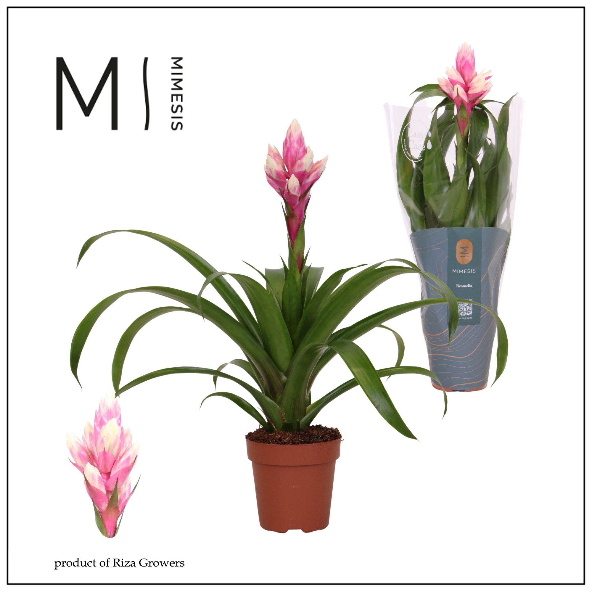 Guzmania Rockyflower Candy - 12cm | Mimesis, D 12