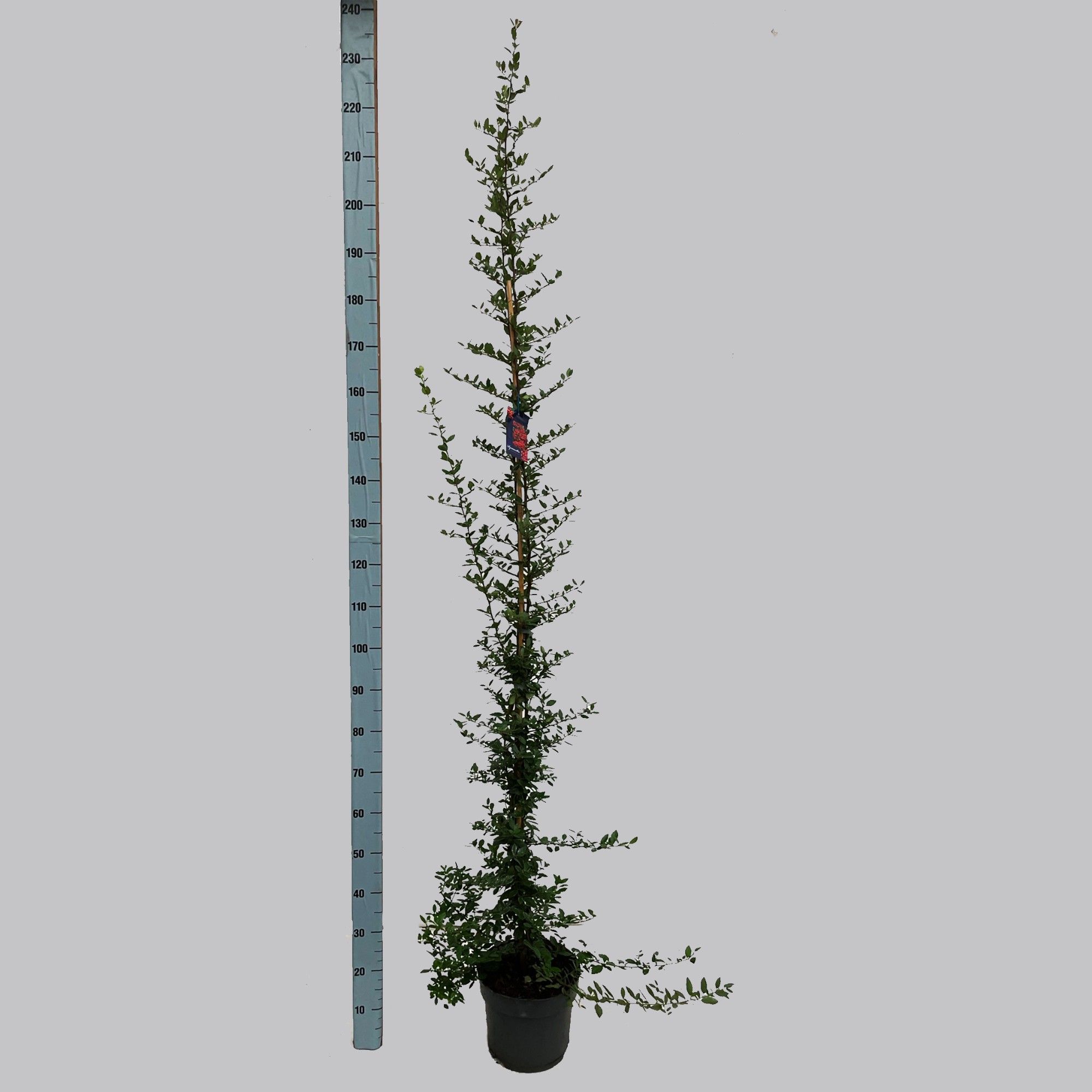 Pyracantha Red Column 26/C7.5, D 26