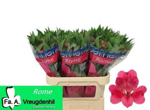 Альстромерия Рома (красн.), шт.