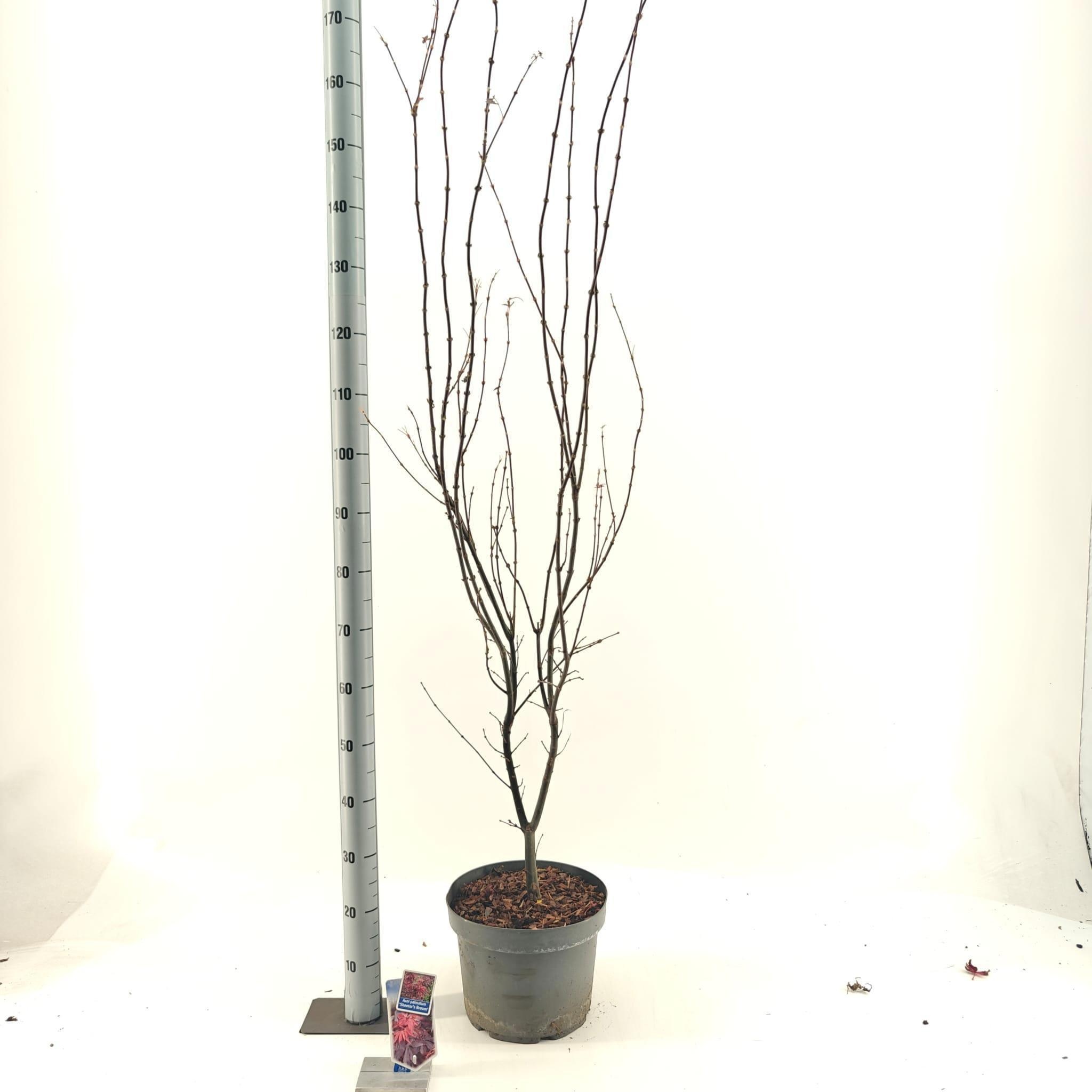 Acer pal. 'Skeeters Broom', D 29