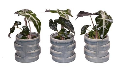 ALOCASIA BAMBINO L 65513, D 6