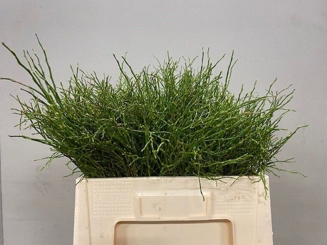 Вациниум Миртилус за пучок 50, пуч.