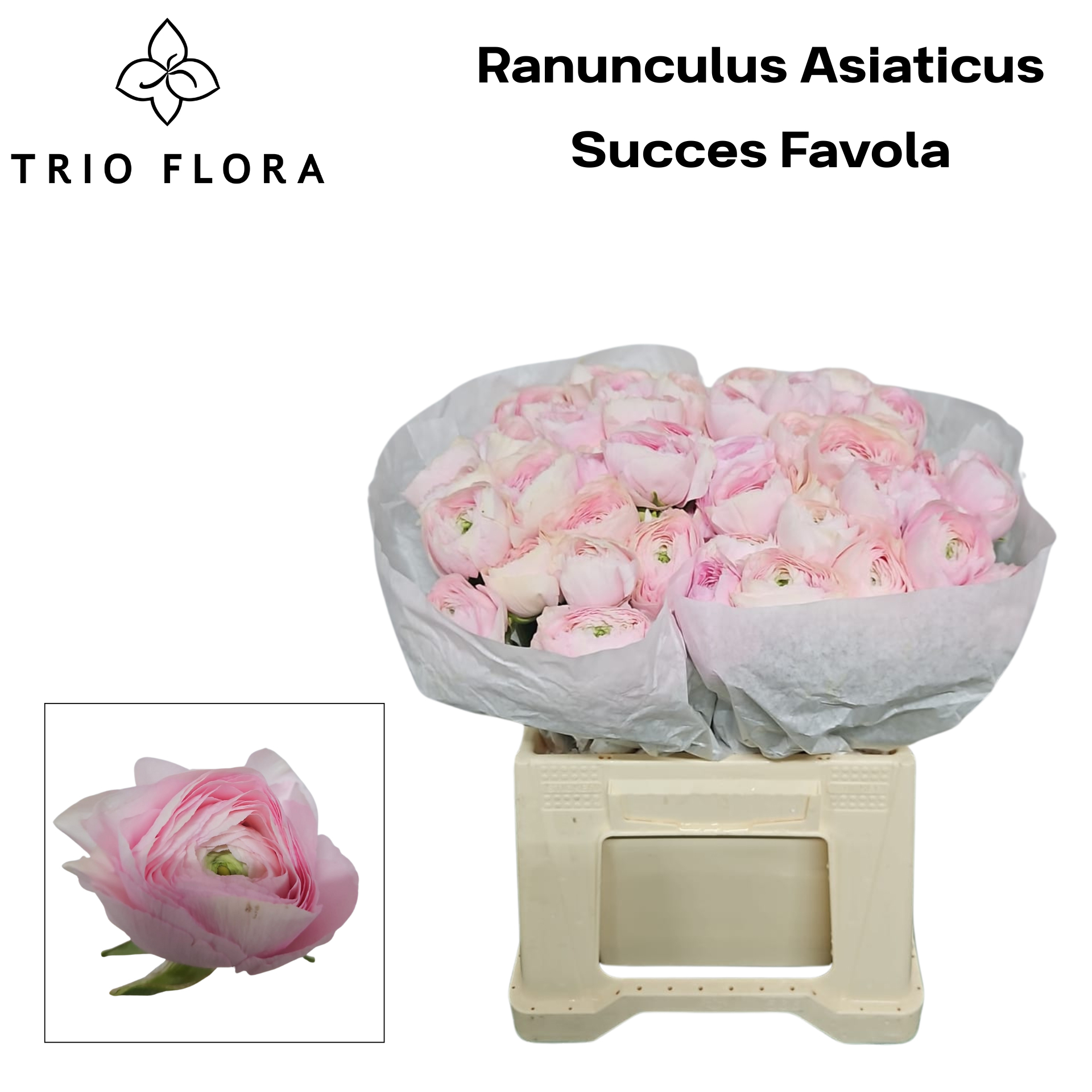 Ранункулус Саксесс Фавола 45, шт.