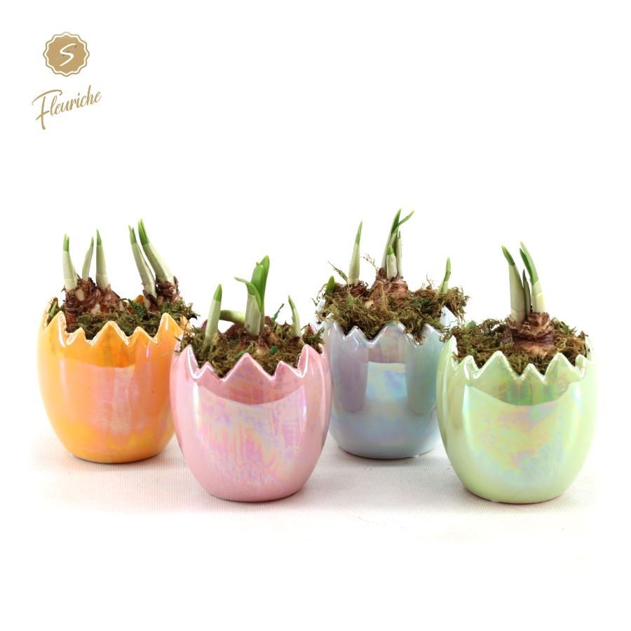 (1501) Narcissus Pearl Glazed Easter Eggs Mos, D 11