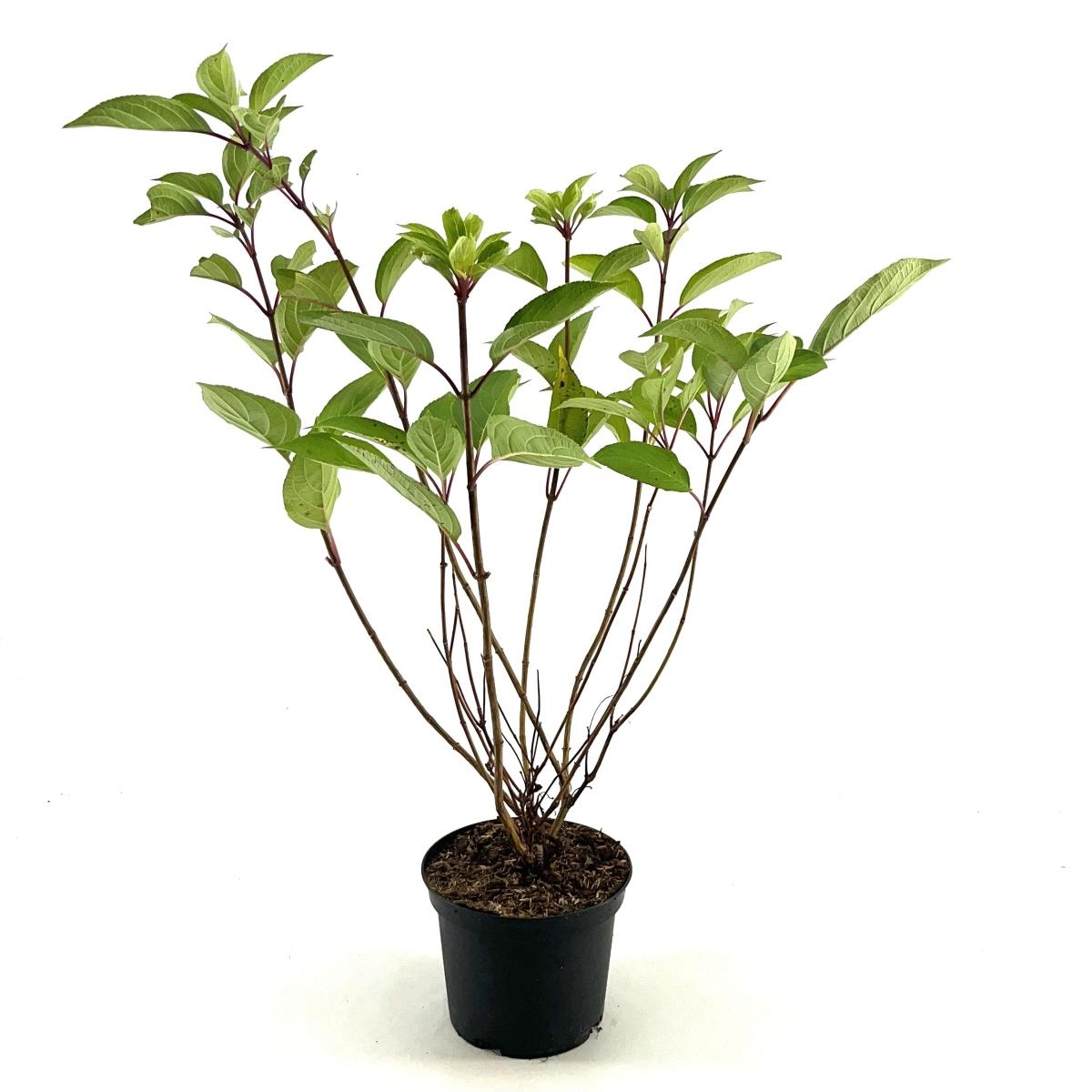 Hydrangea pan. 'Dharuma', D 19