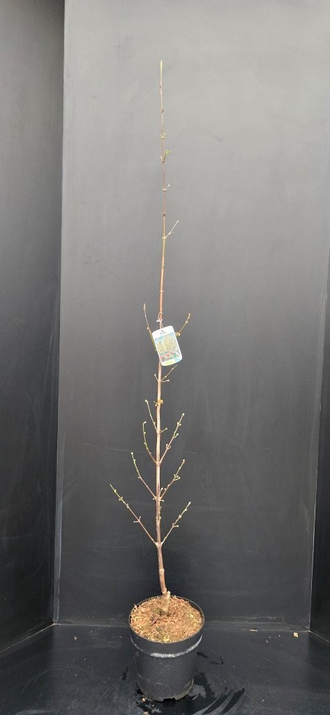 Cornus mas Jolico, D 26