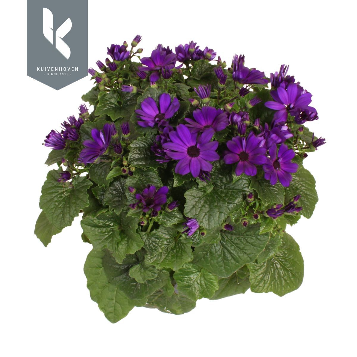 Senetti Senecio Magic Blue, D 15