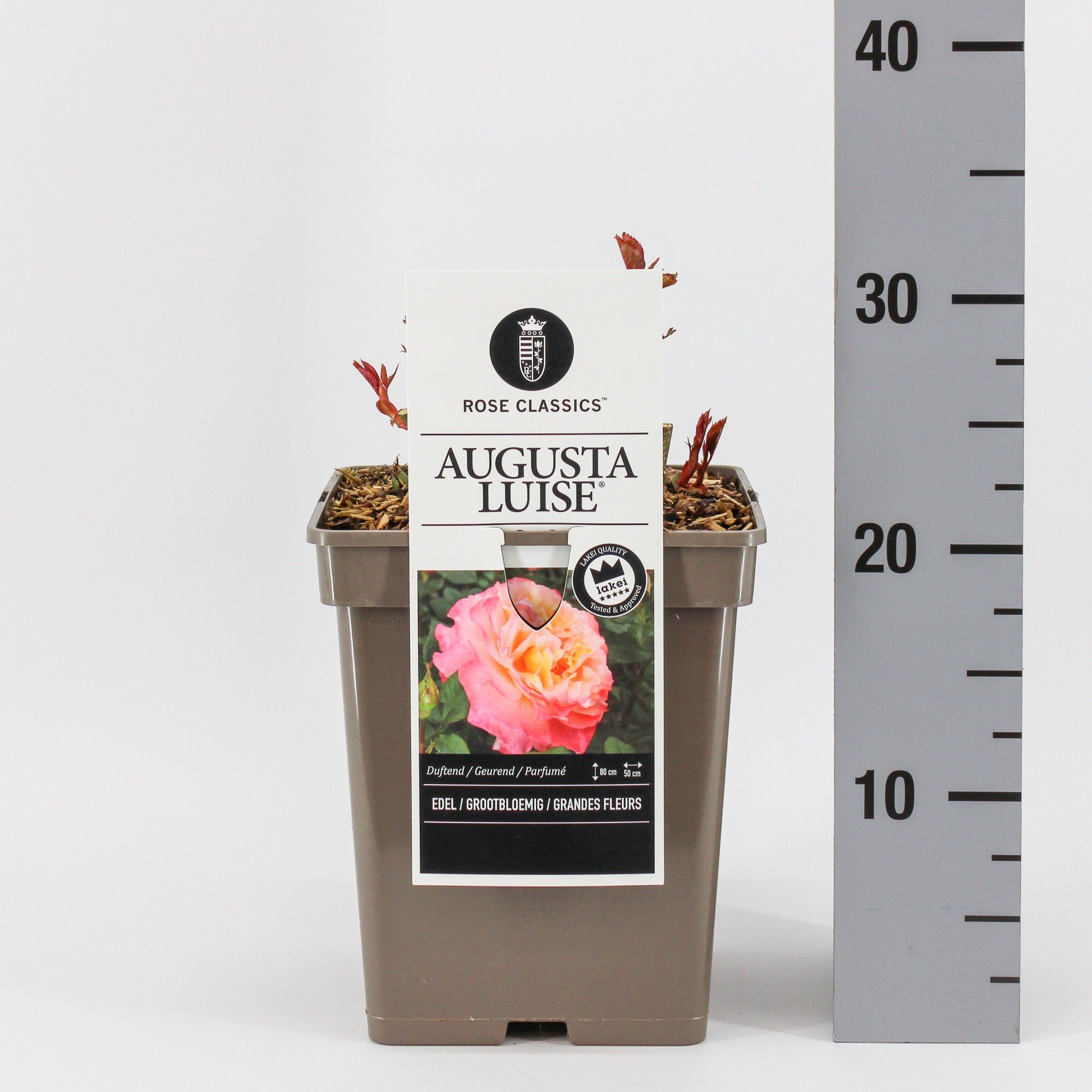 Rosa (TH) Augusta Luise ®, C5, D 23