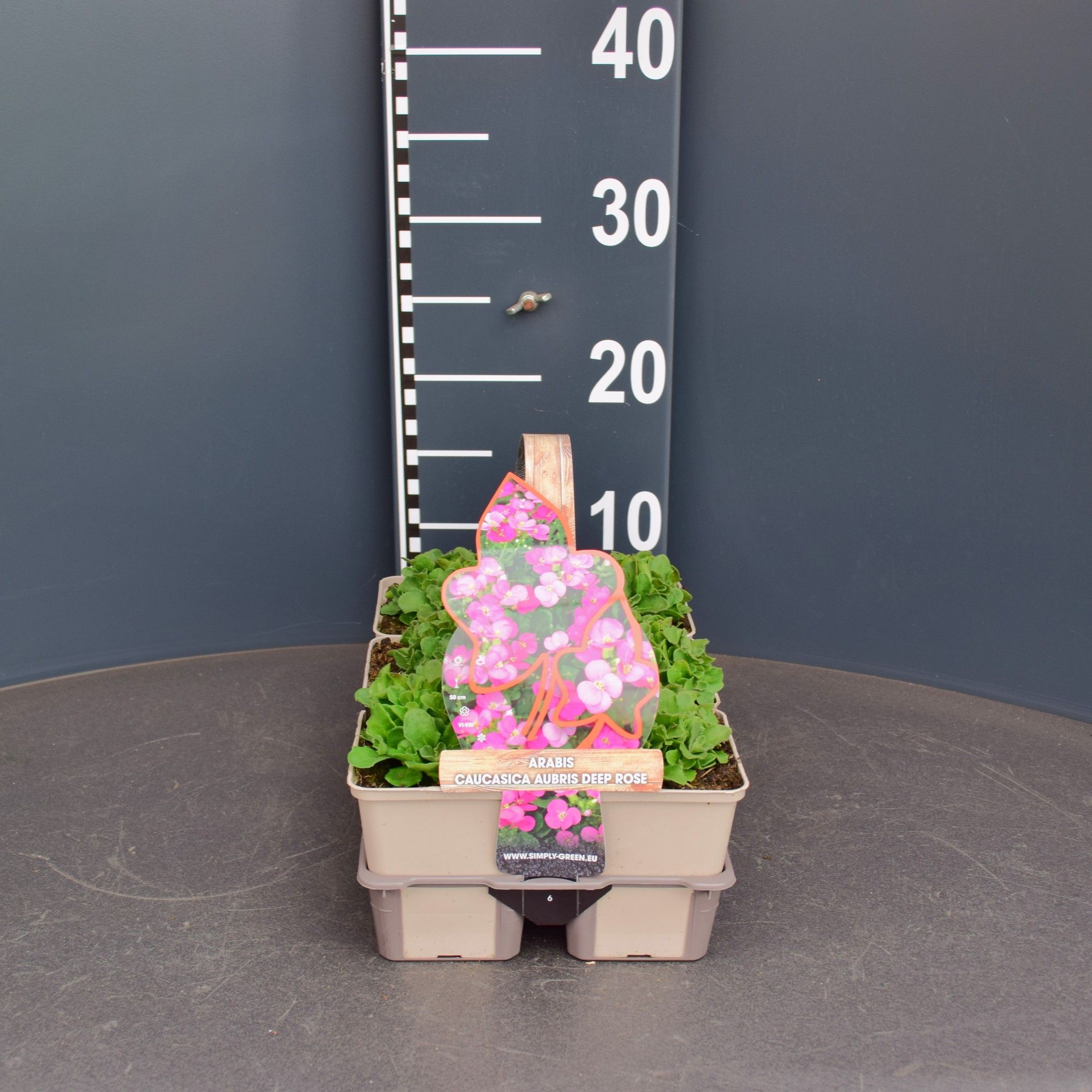 Arabis caucasica aubris deep rose (6-pack), D 9