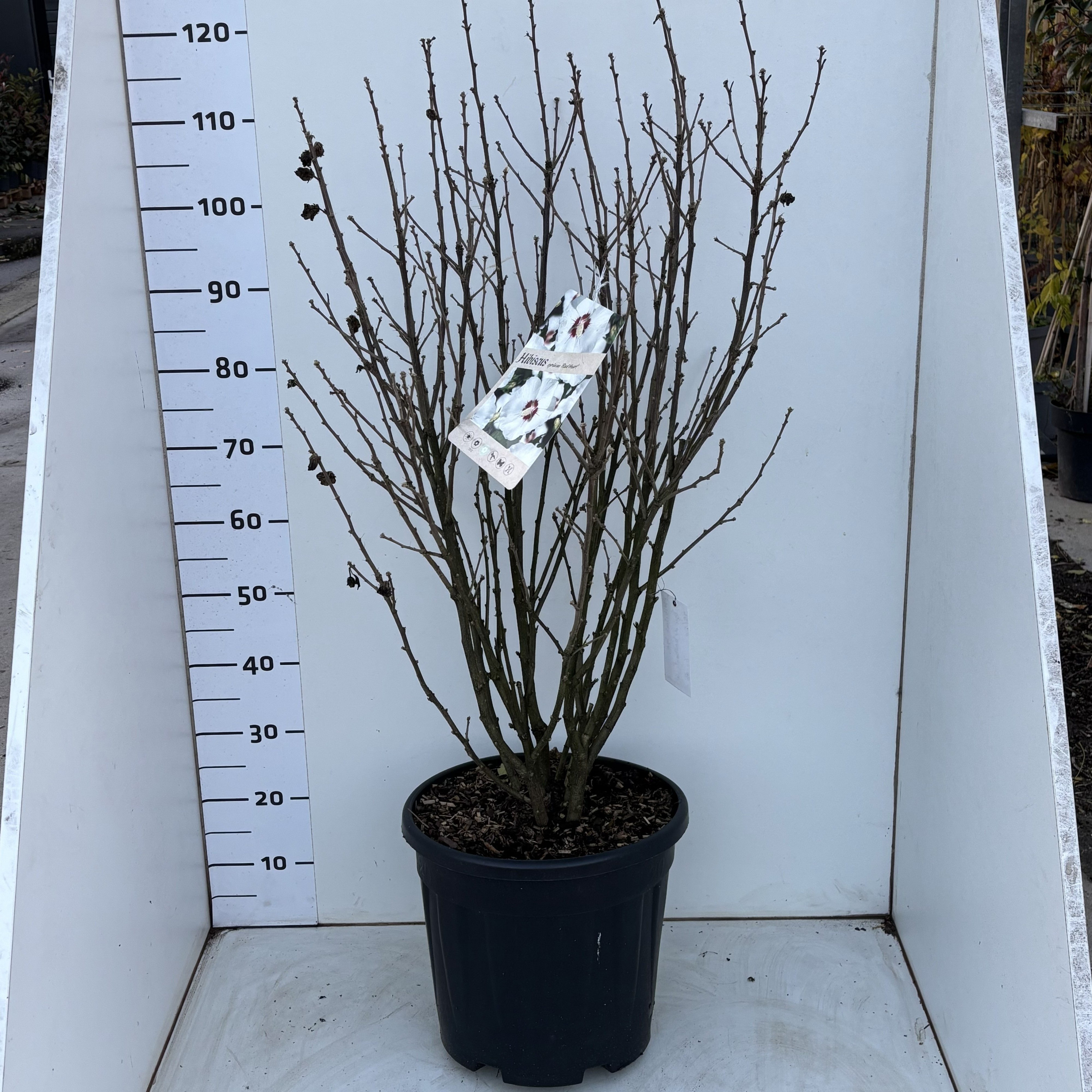 HibiscussyriacusMathilde, D 31