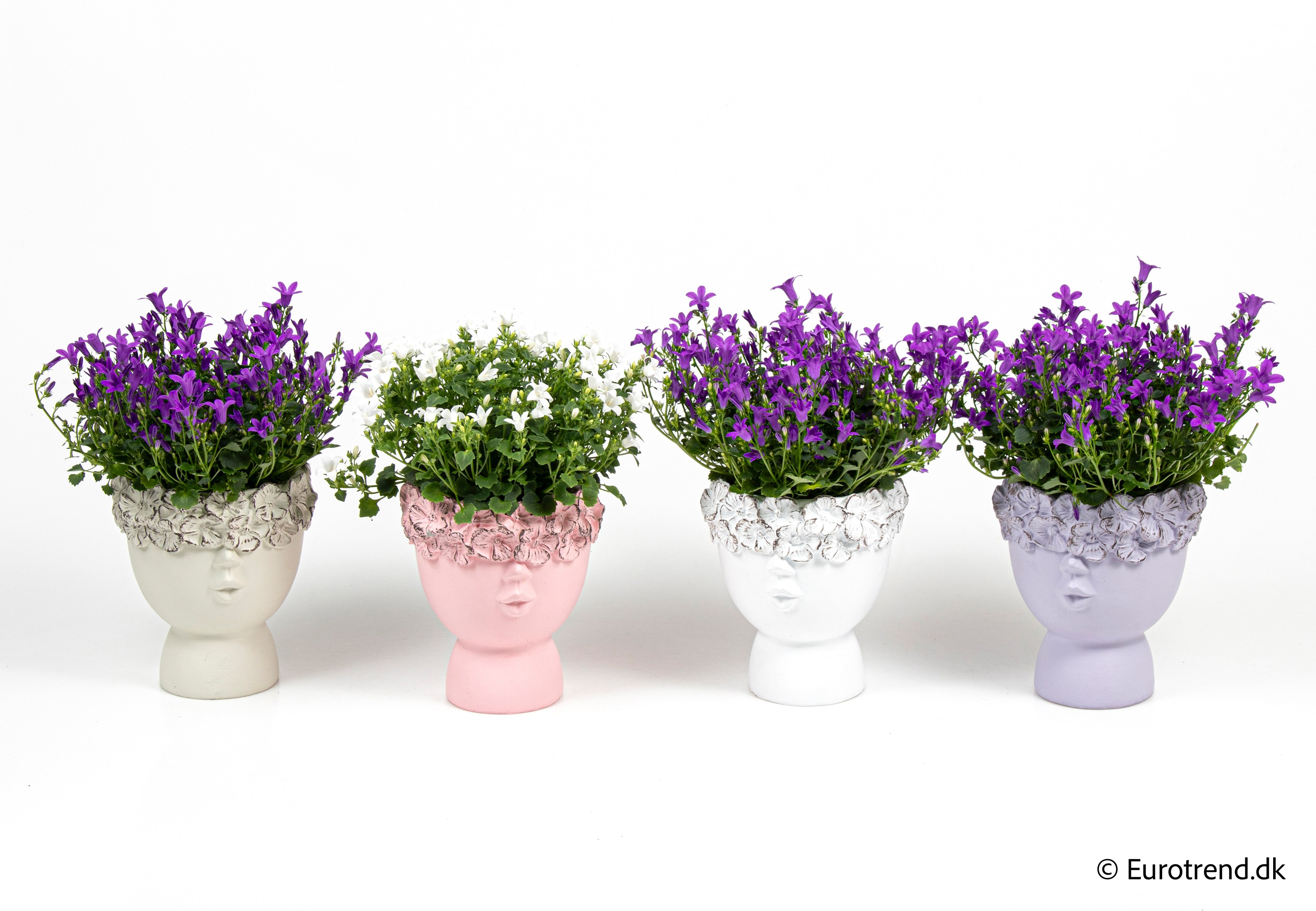 Campanula in Valentine ceramic 2026, D 10,5