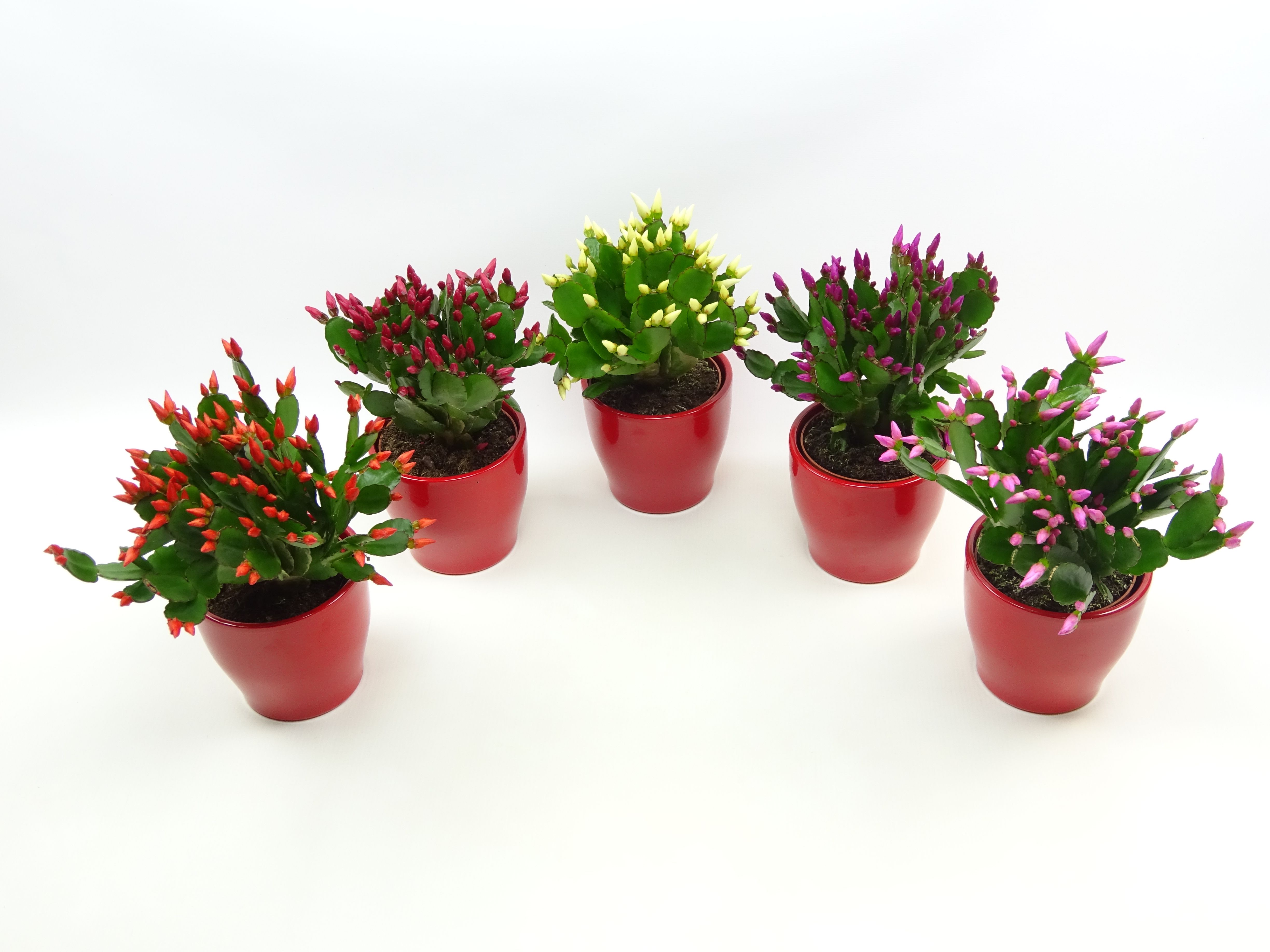 Rhipsalidopsis 9 cm in rood keramiek, D 9