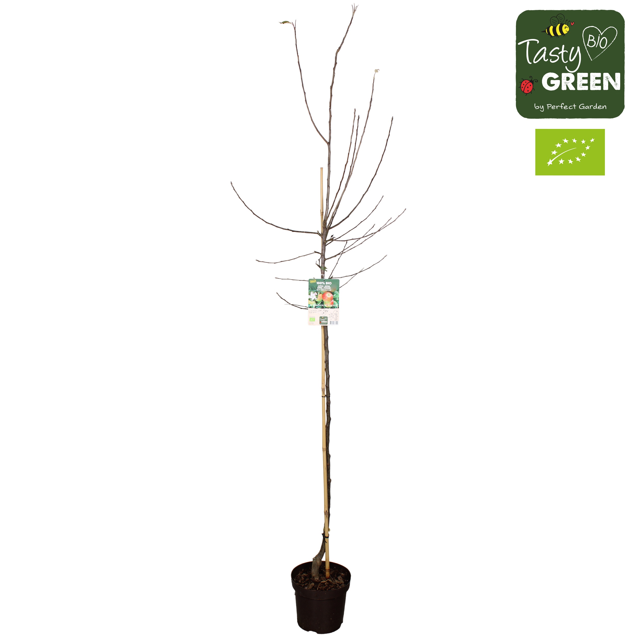 Malus domestica 'Elstar' Bio P27 halfstam, D 27
