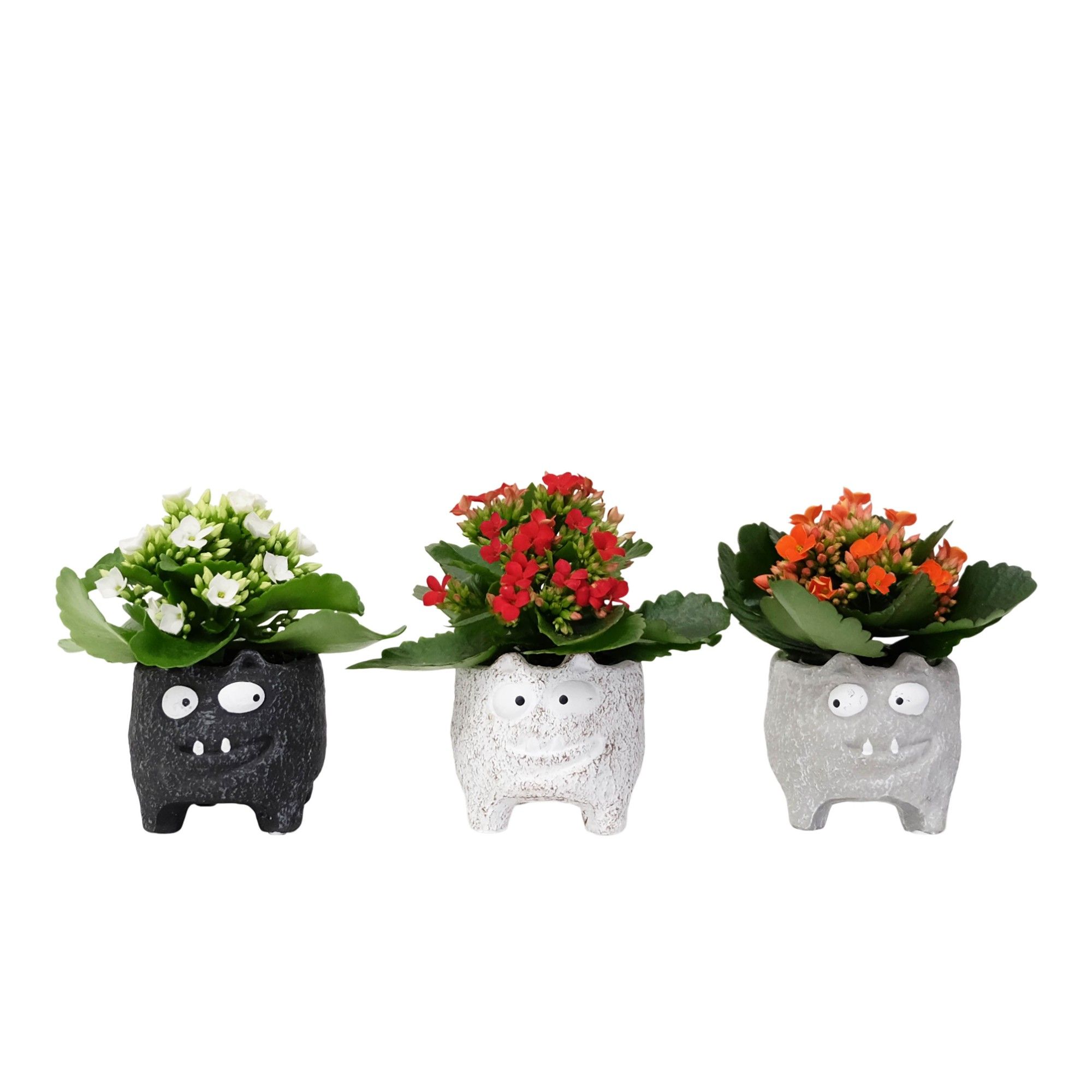 Monster Cat with Kalanchoe, D 6