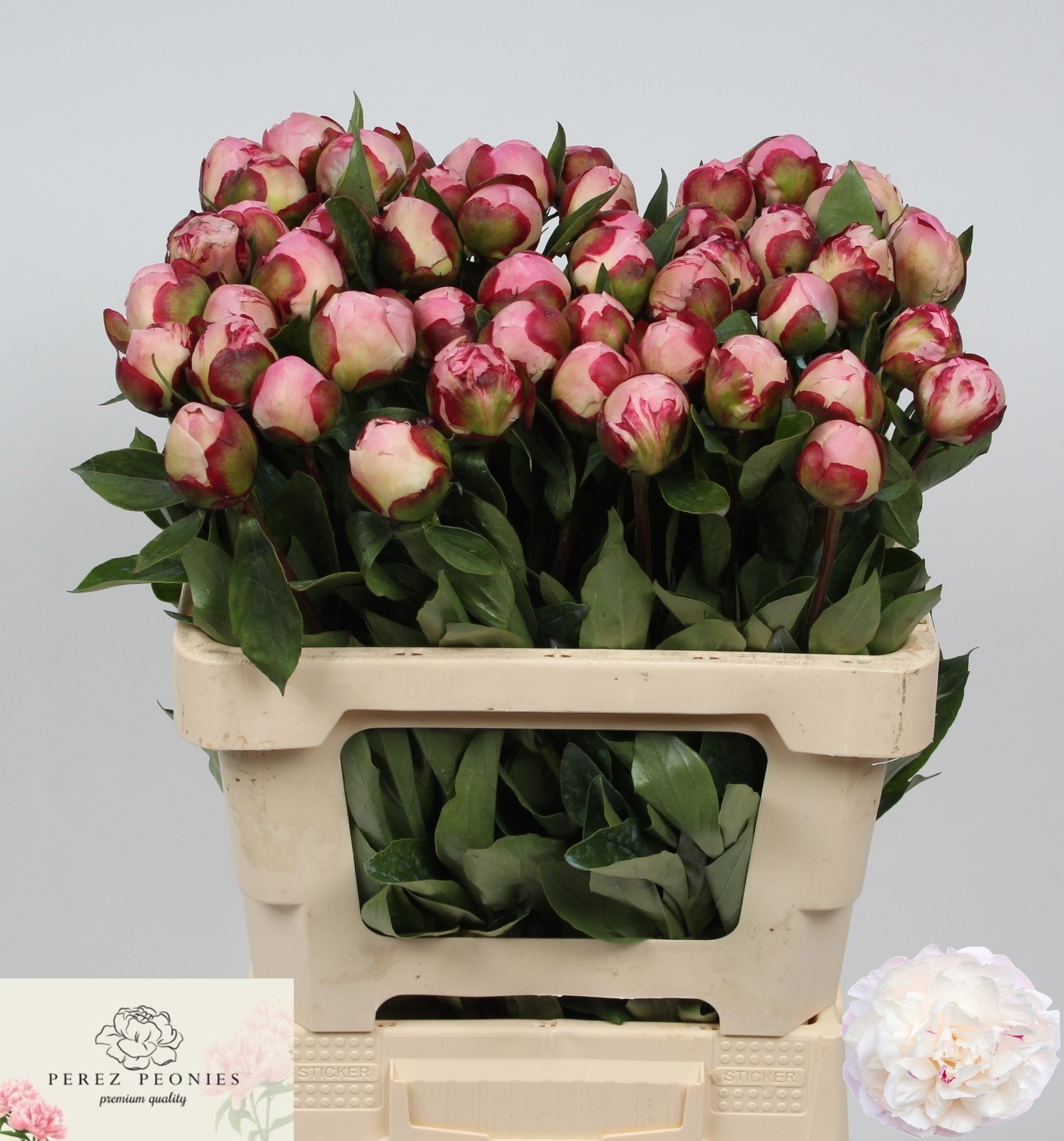 Пион Гардения 55 (светло-роз.), шт.