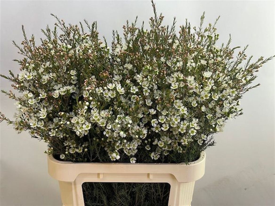 Шамелациум Сириус 80, шт.