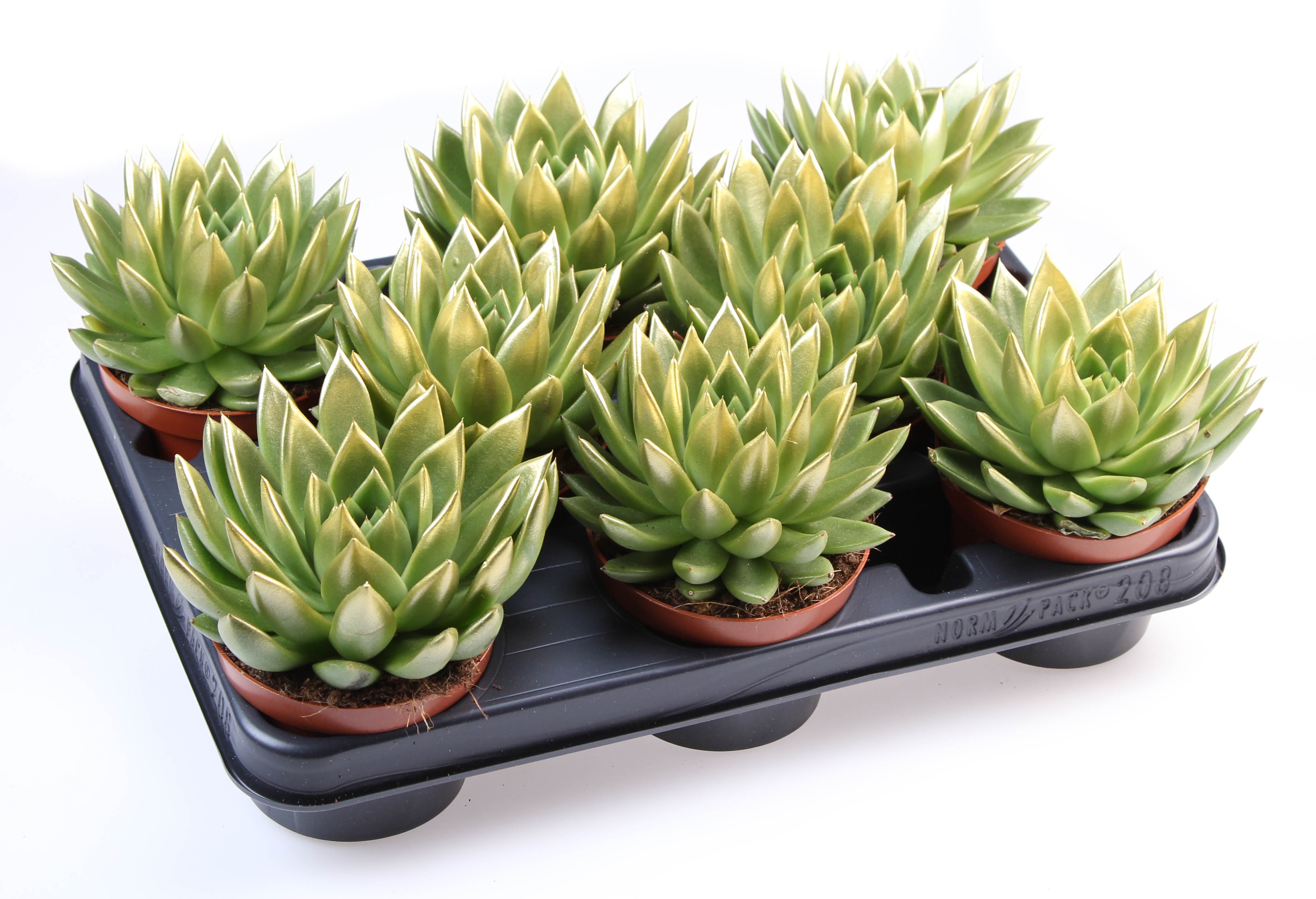 Miranda gold tips, D 10,5