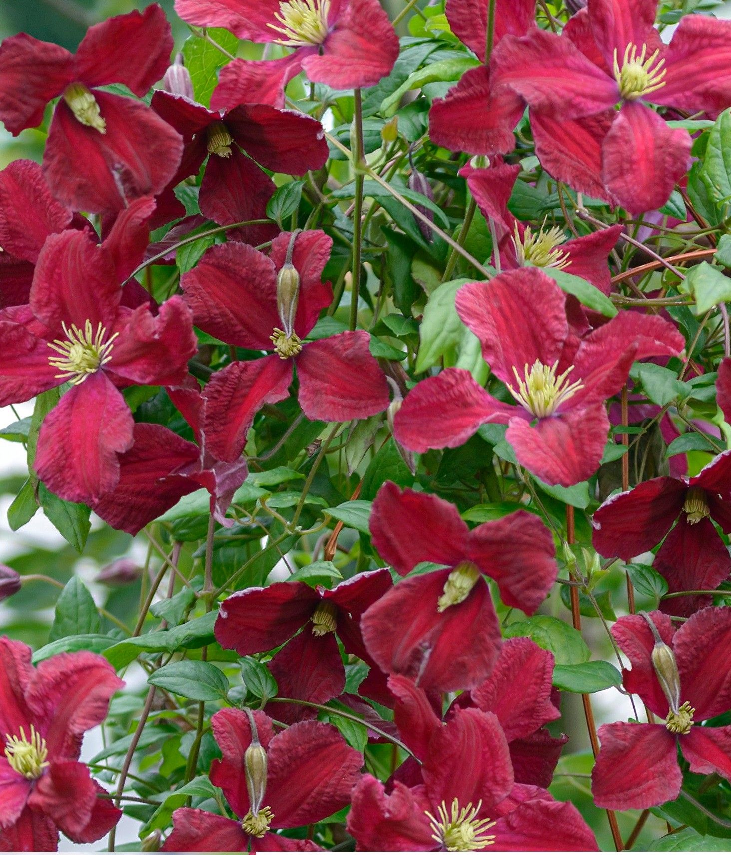 FleuraTerrazza W320 Clematis vit. 'Vitiwester'® PBR +label, D 19