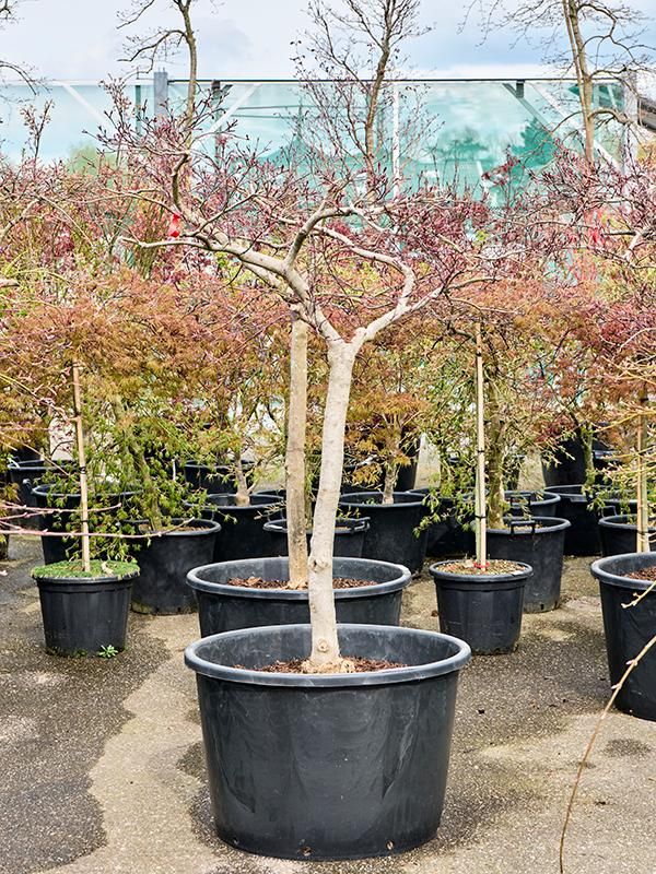 Acer pal. diss. 'Stella Rossa', D 80