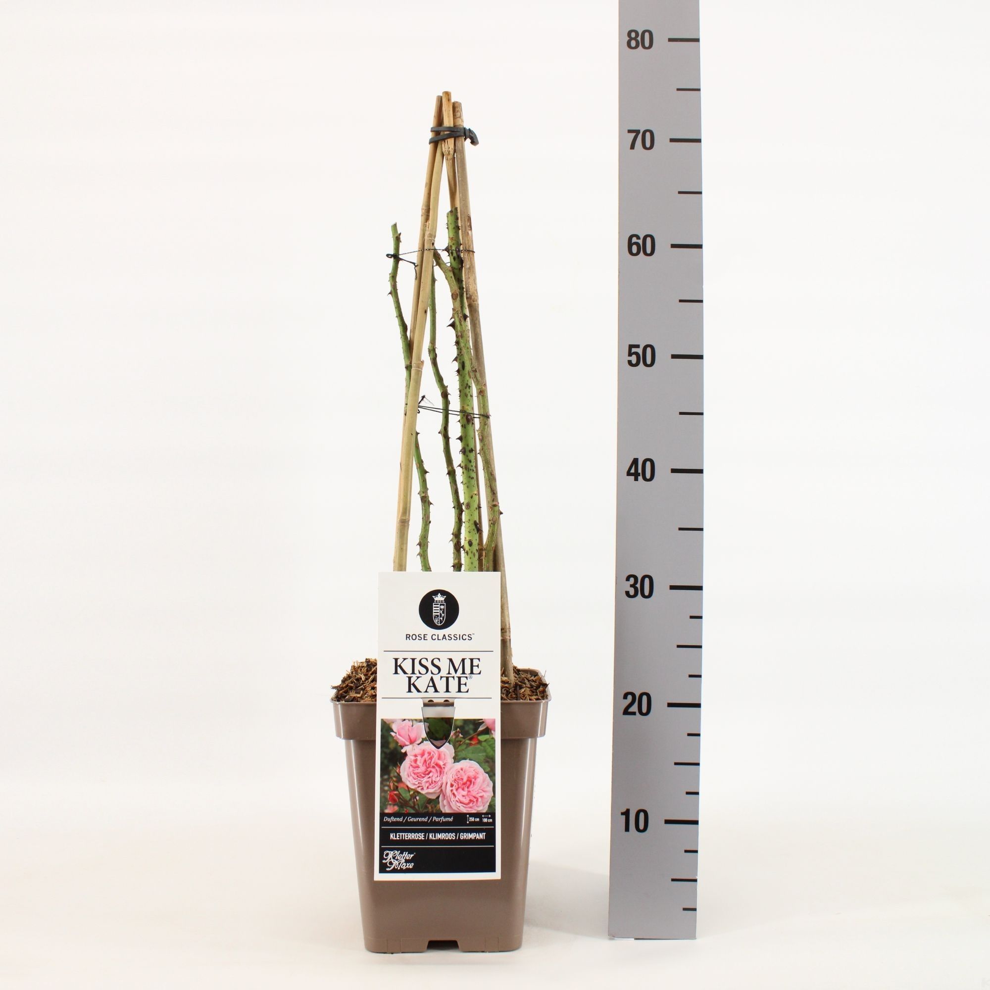 Rosa (K) Kiss me Kate ®, C5, 4 stok 90 cm, D 23