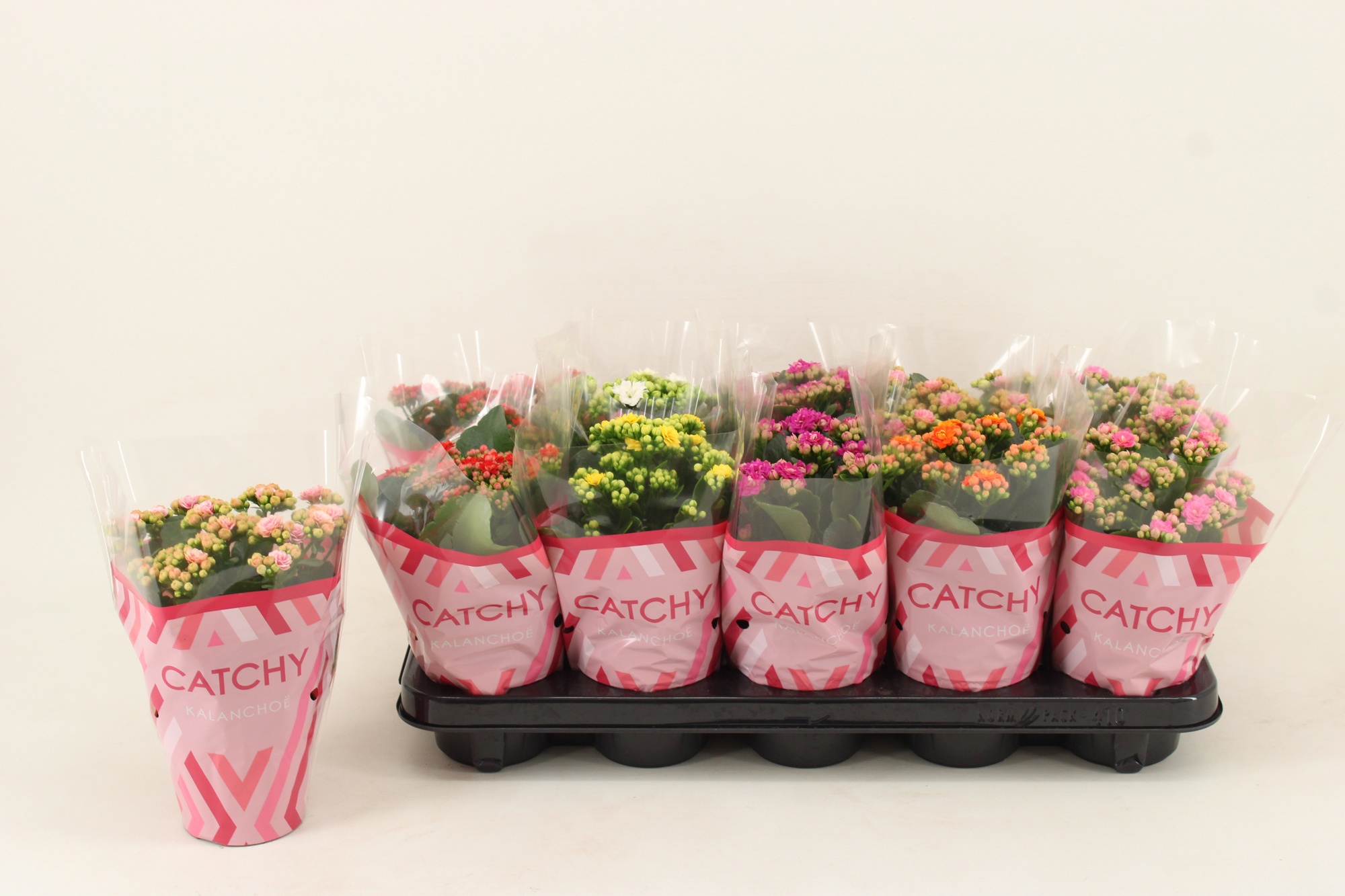 Kalanchoe Double, Catchy Season Mix, D 10,5