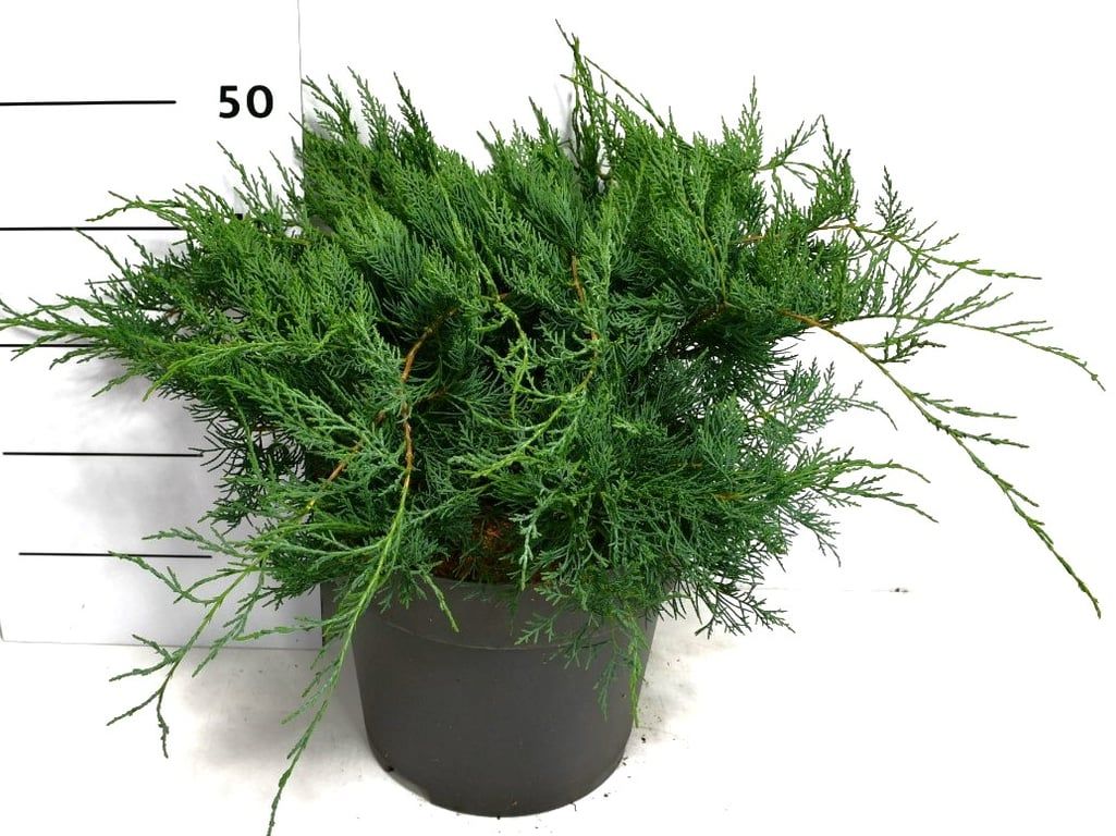 Juniperus virg. 'Grey Owl', D 32