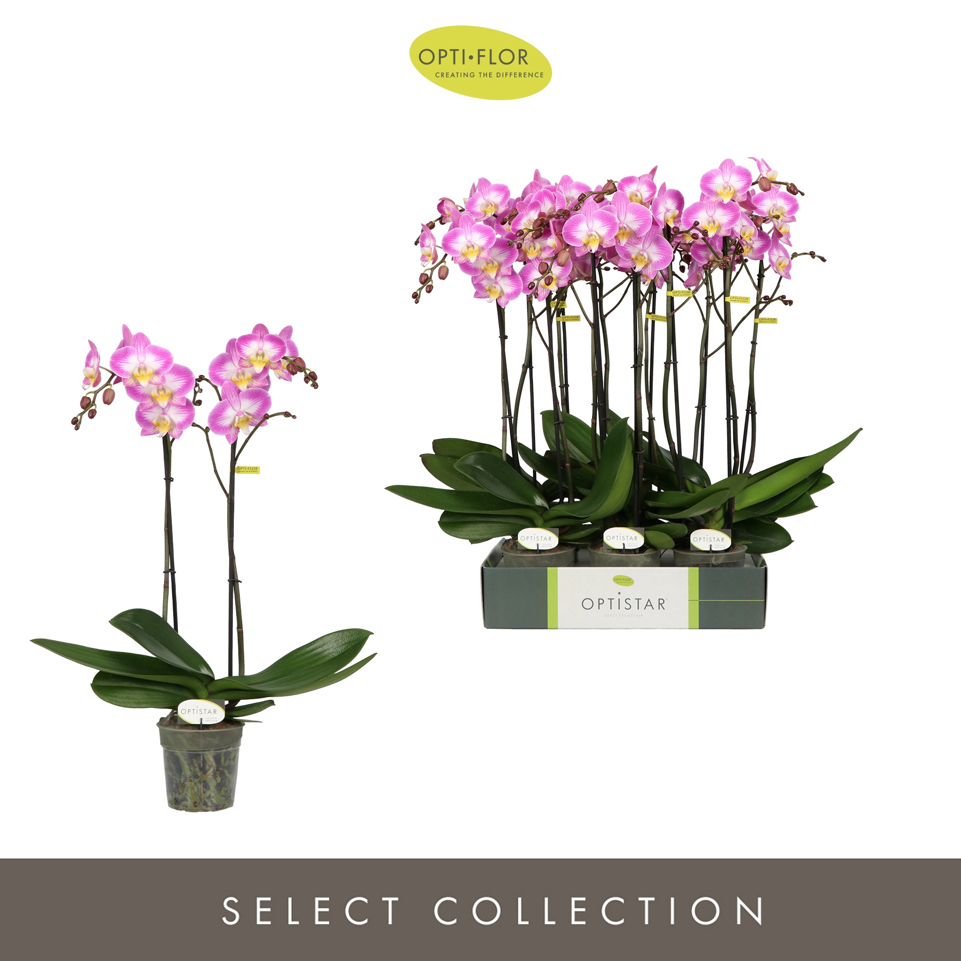 Optistar Carey 2 spike, D 12 cm