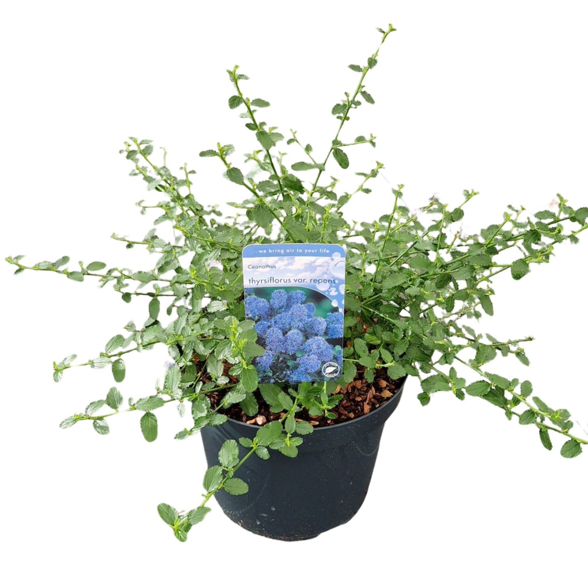 Ceanothus thyrsiflorus var. repens, D 26