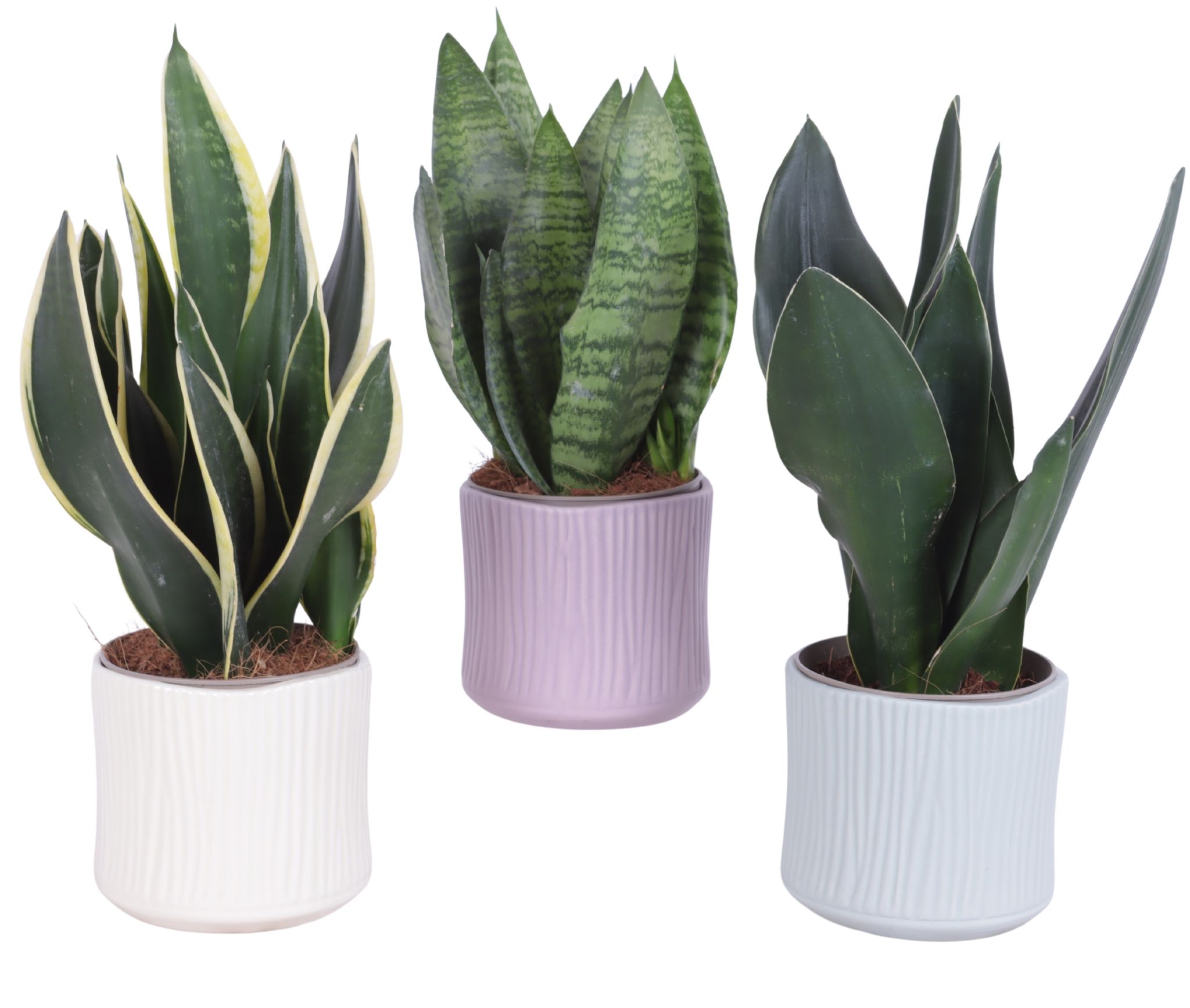 Sansevieria mix Ø12cm in Ø13cm Ceramic SE570, D 13