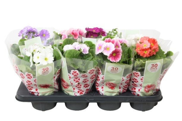 Primula 'Sweet Kisses' Mix (Touch Me), D 12