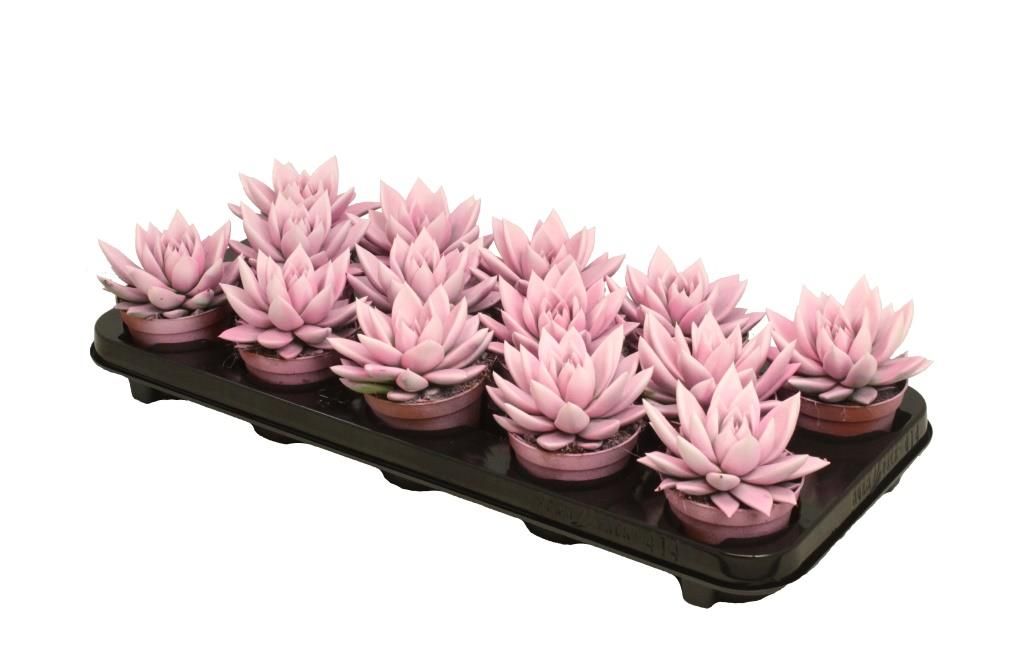 Miranda bicoloured pink/white, D 8,5