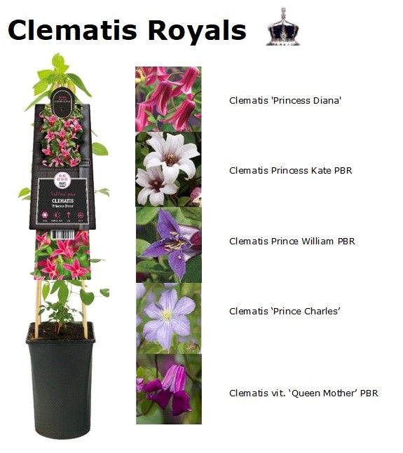 Mixtray Clematis Royals +3.0 label, D 17