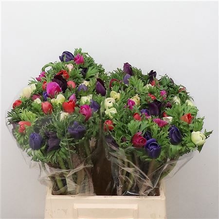 Анемон Микс в пачке 45, шт.