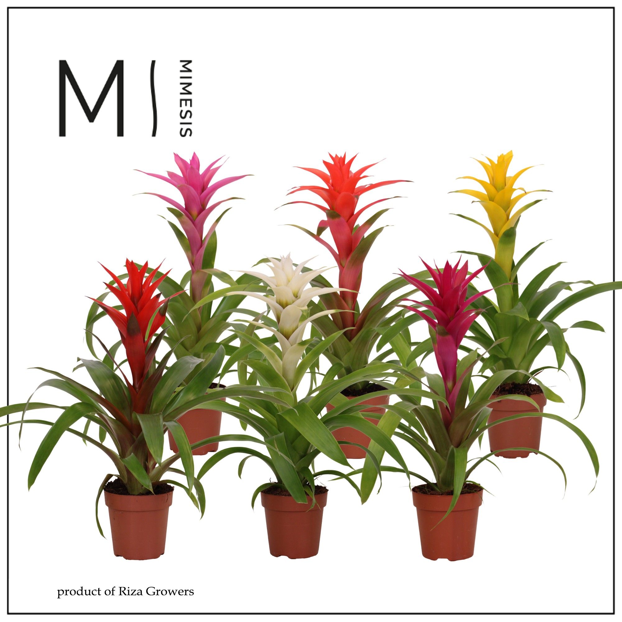Guzmania Cupcake - 12cm | Mimesis, D 12