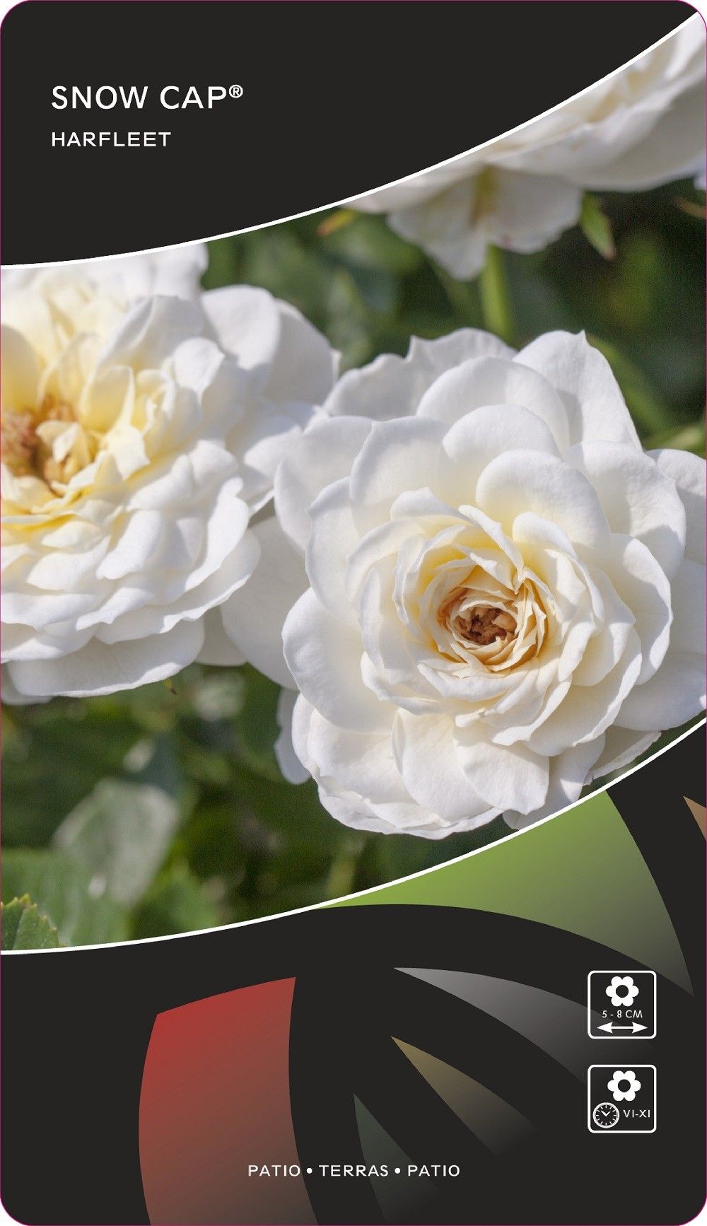 Rosa (PAT) Snow Cap®, D 17