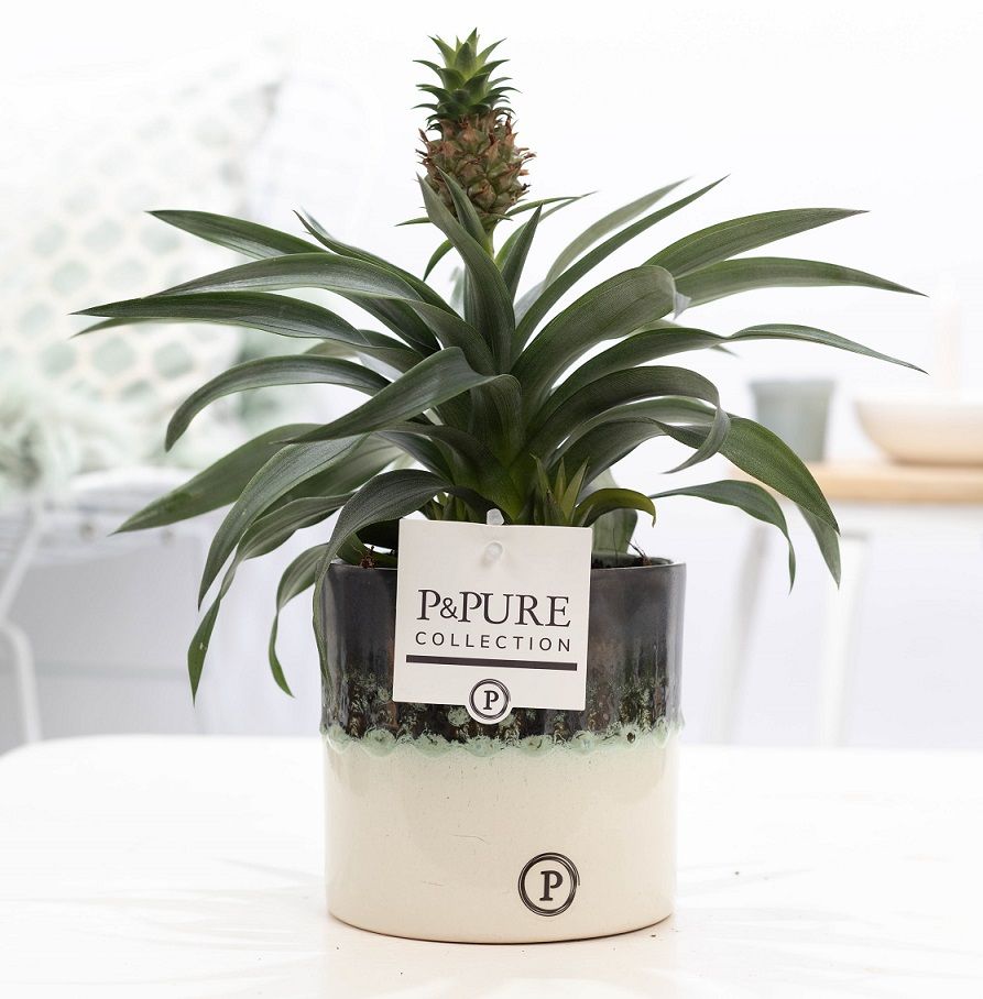 Ananas Rosita in P&PURE Illusion cer. (perfectly imperfectable, D 12