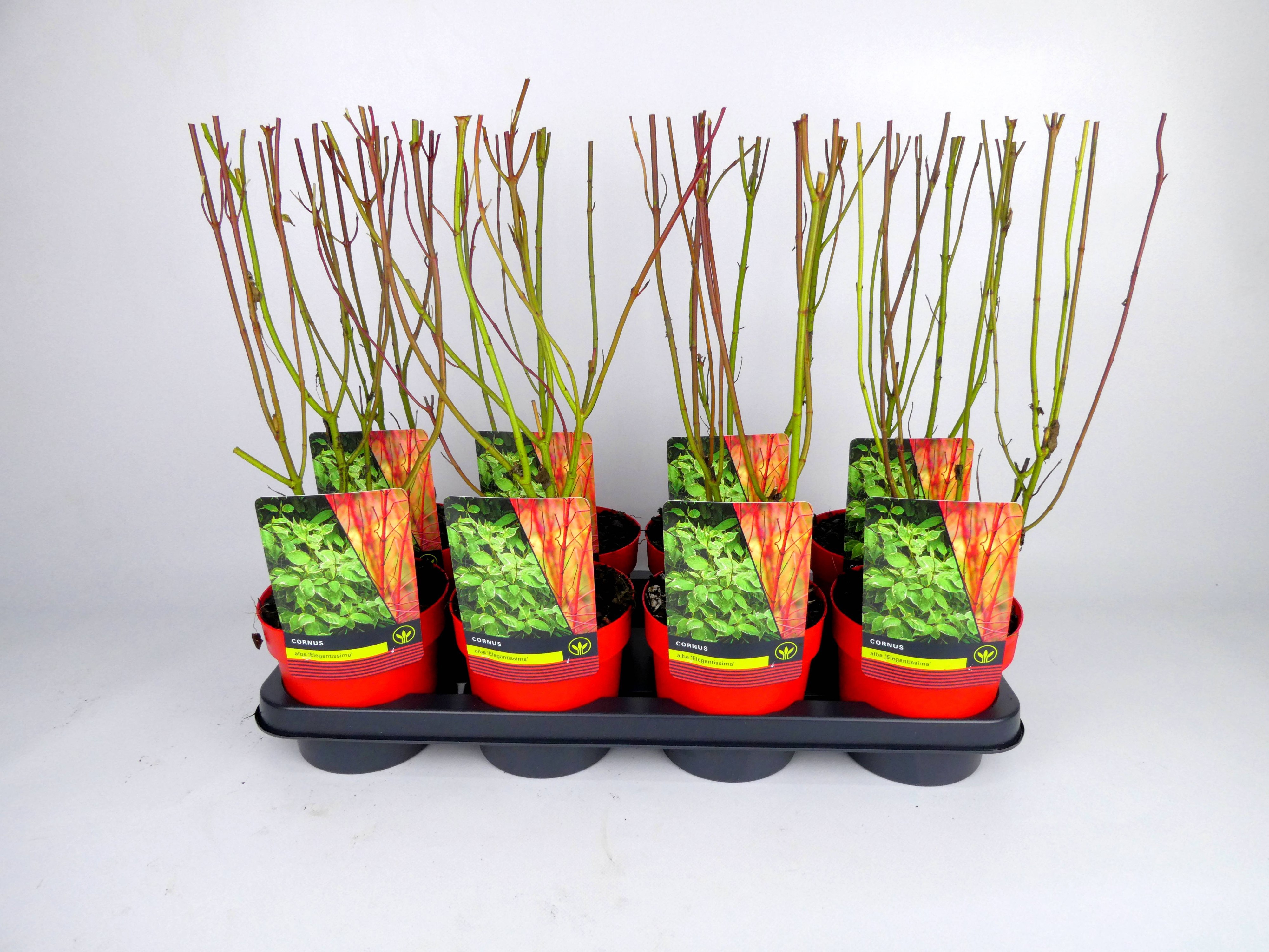 Cornus 'Elegantissima' Kleurpot, D 14